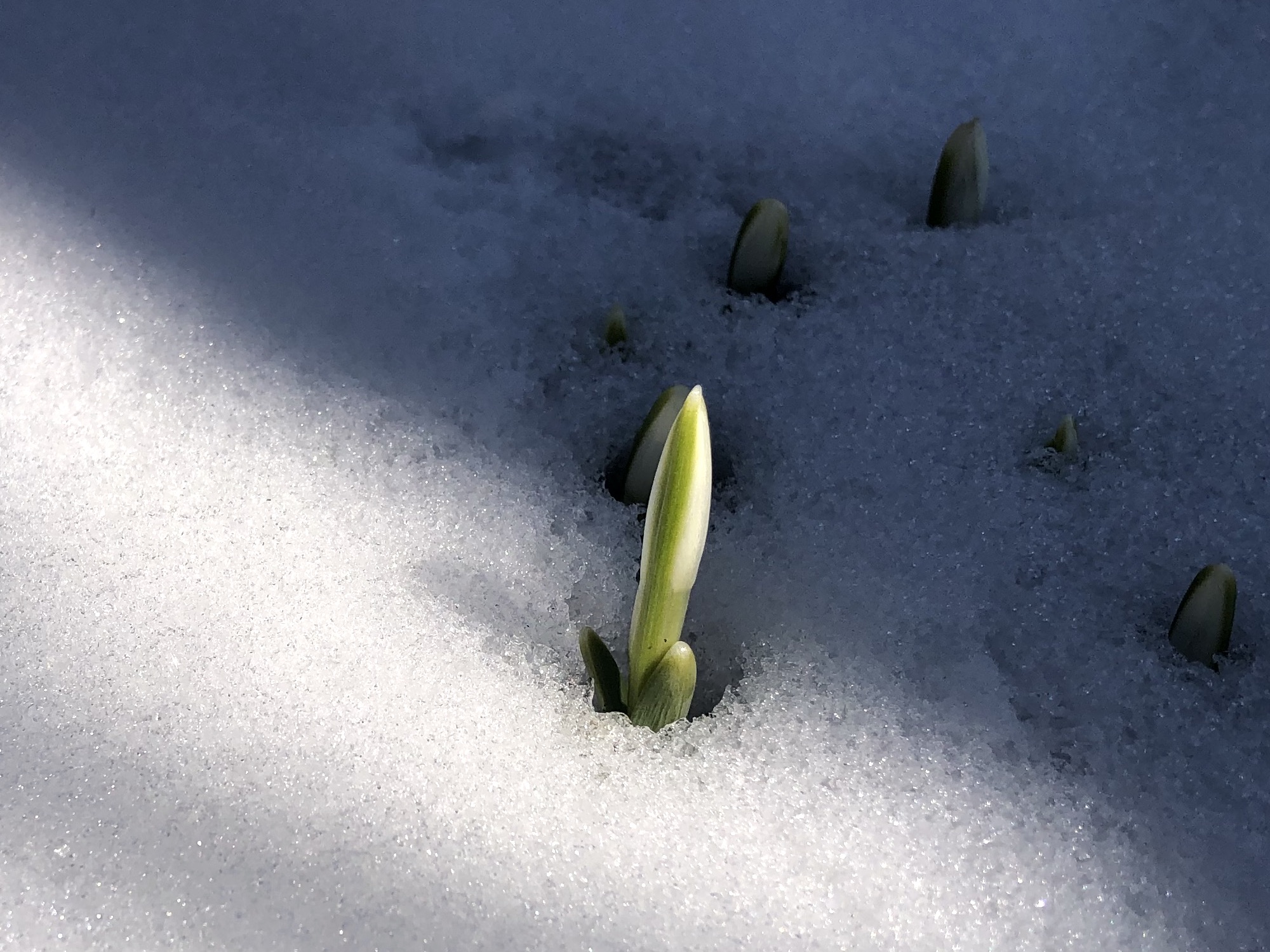 Snowdrops in the University of Wisconsin Arbortetum Longenecker Gardens in Madison Wisconsin on March 9, 2022.