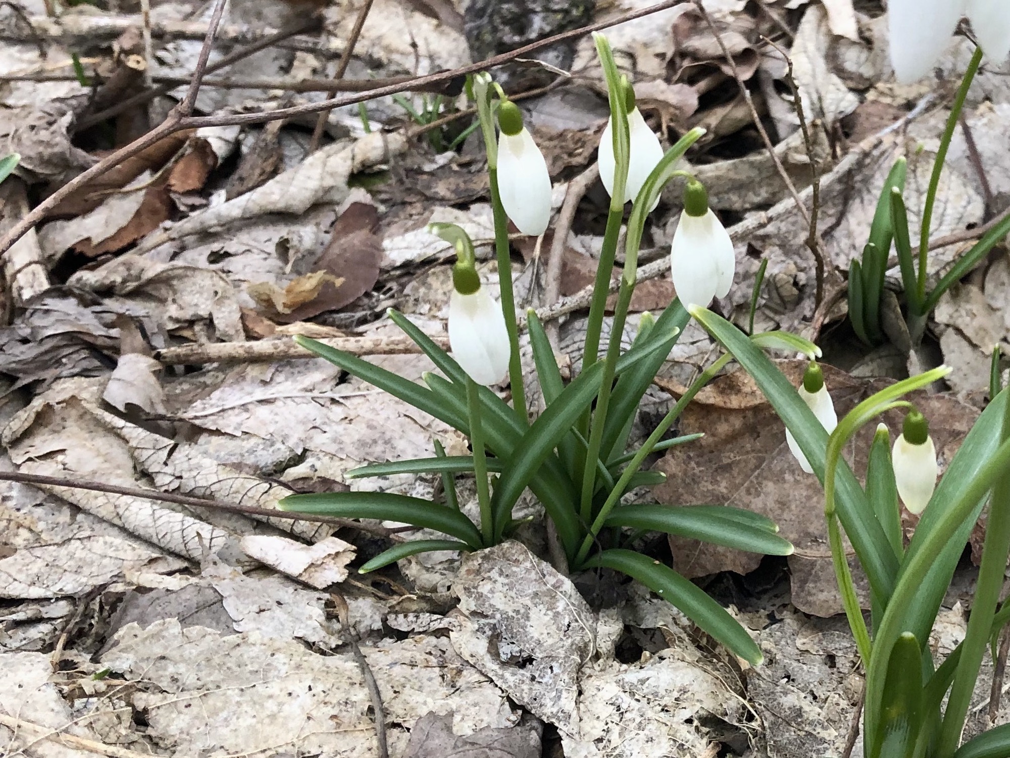 Snowdrops in woods between the Sycamore Tree on Arbor Drive in Madison, Wisconsin on March 14, 2020.
