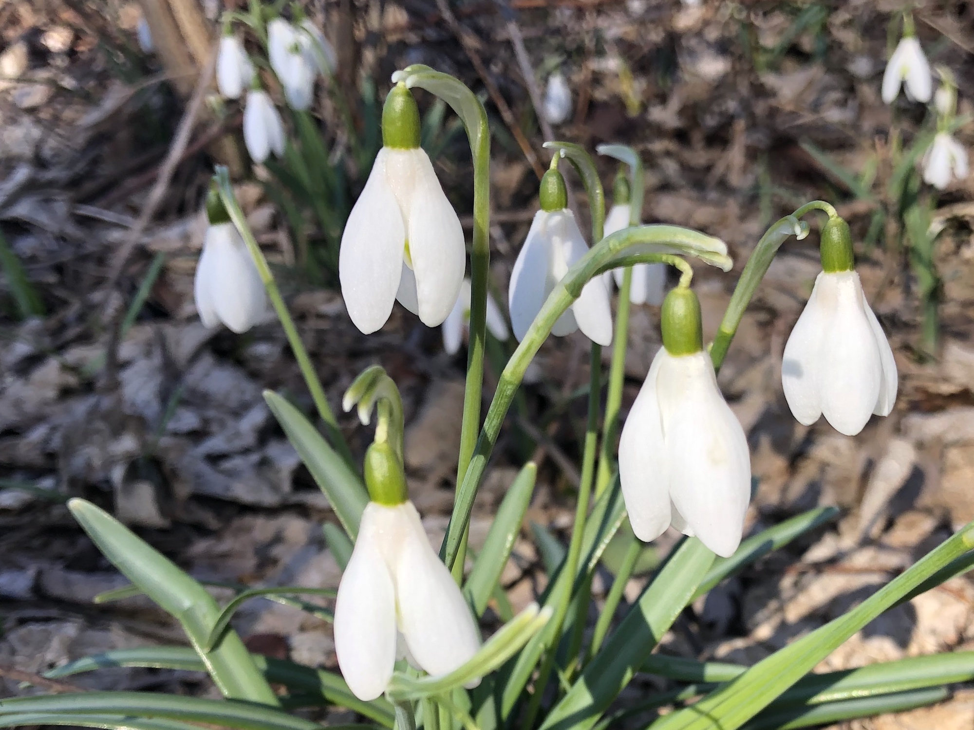 Snowdrops in woods between the Sycamore Tree on Arbor Drive and the bike path entrance to the Oak Savanna on March 15, 2020.