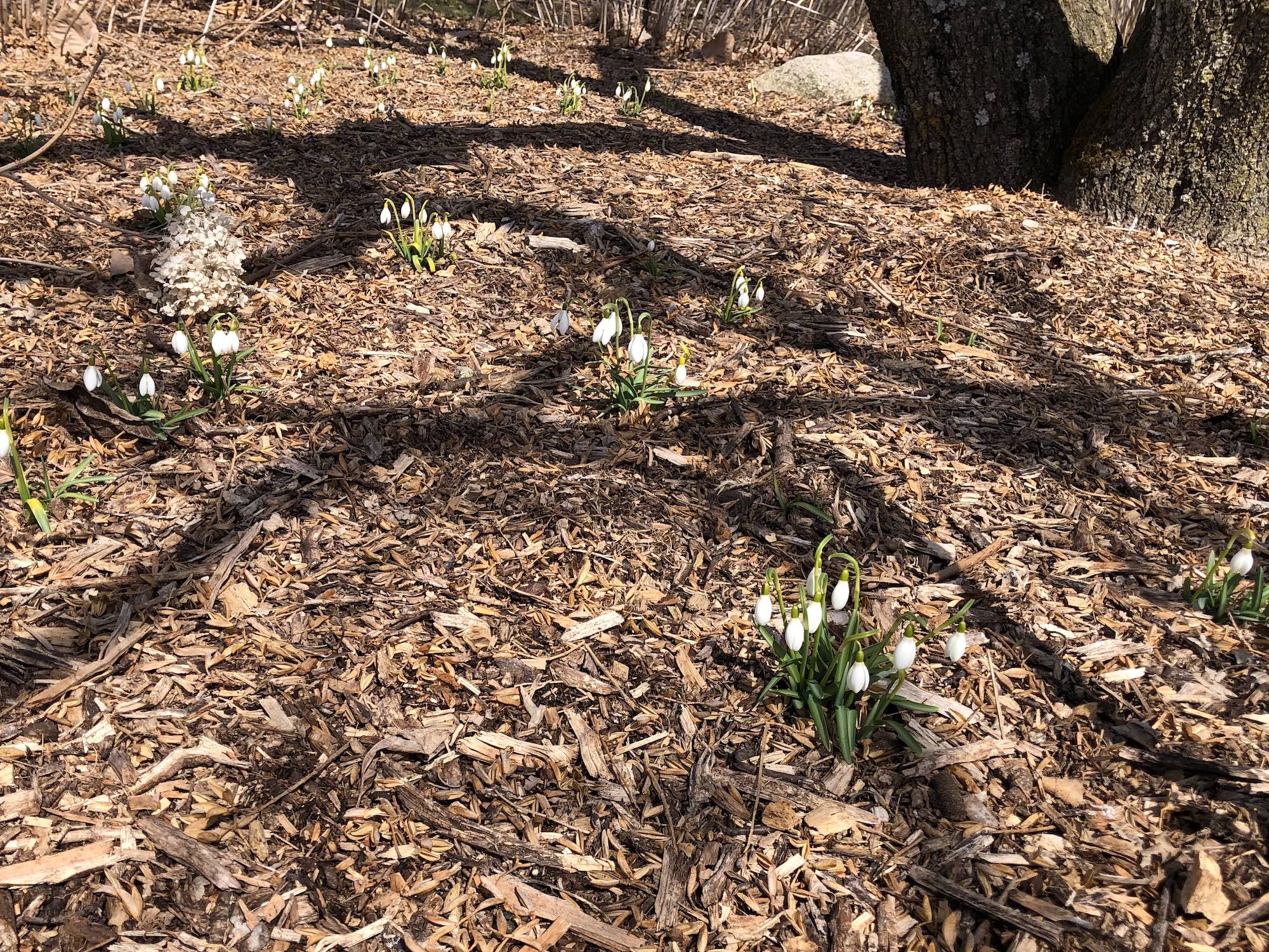 Snowdrops in UW Arboretum at edge of Longenecker Gardens in Madison, Wisconsin on March 26, 2019.