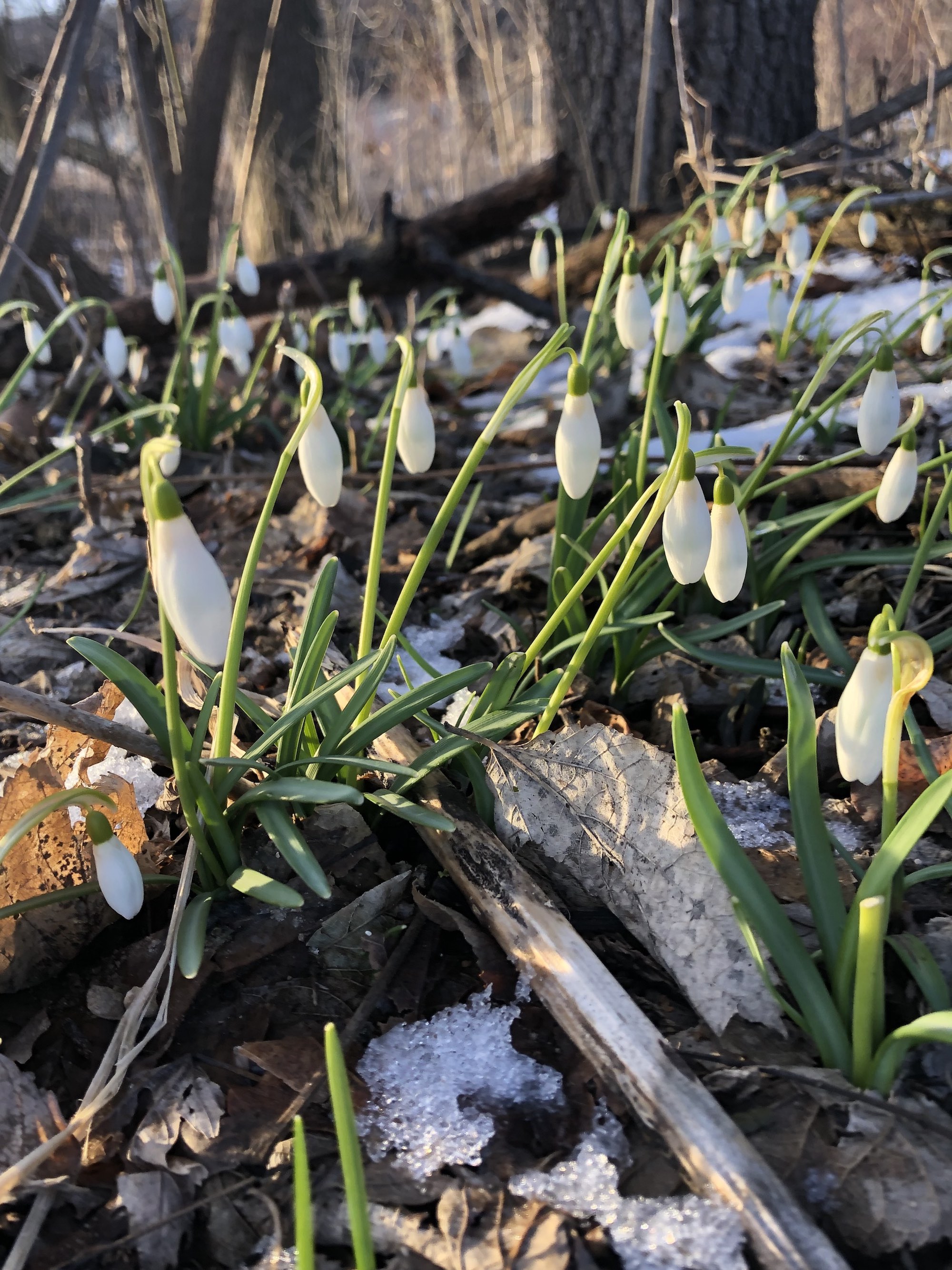 Snowdrops emerging in Madison Wisconsin along Arbor Drive on March 18, 2021.