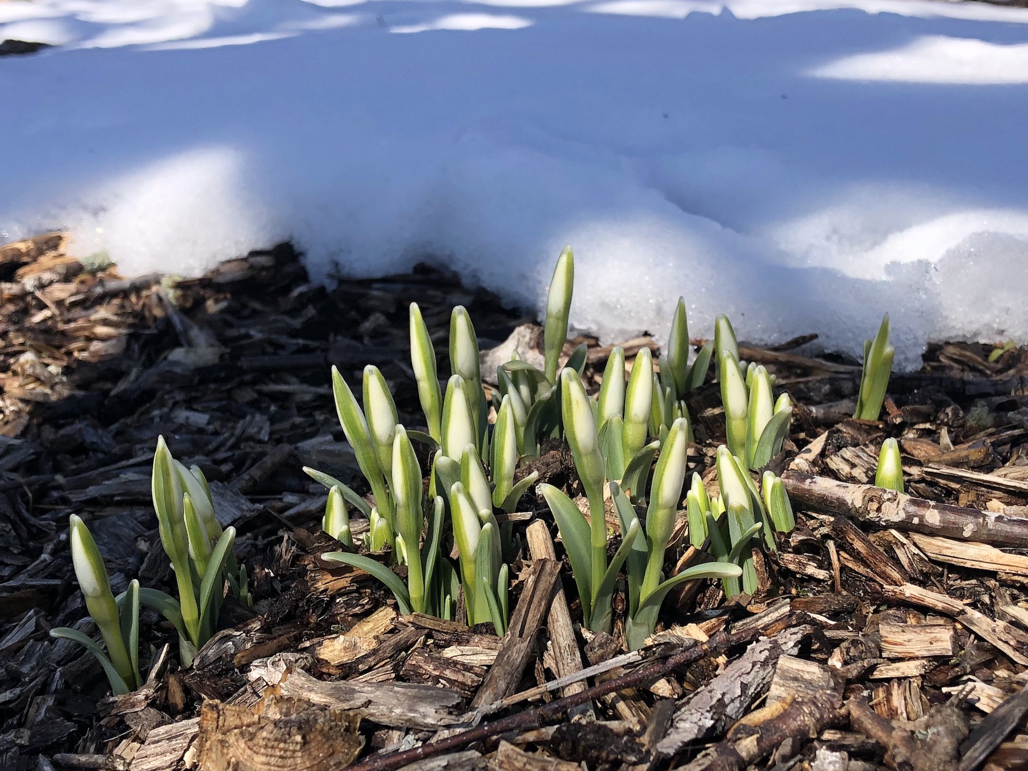 Snowdrops in the University of Wisconsin Arbortetum Longenecker Gardens in Madison Wisconsin on March 9, 2022.
