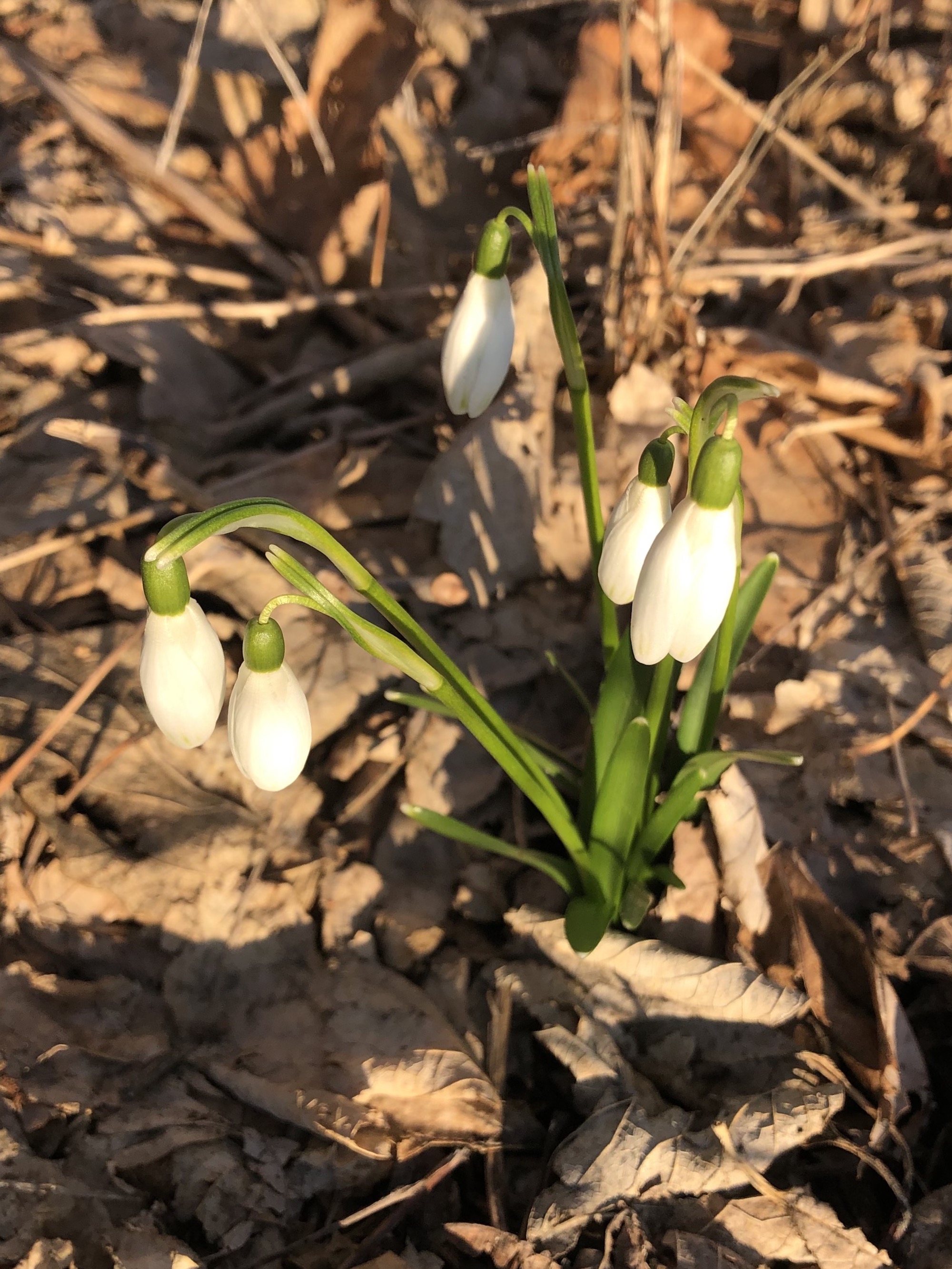 Snowdrops emerging in Madison Wisconsin along Arbor Drive on March 12, 2021.