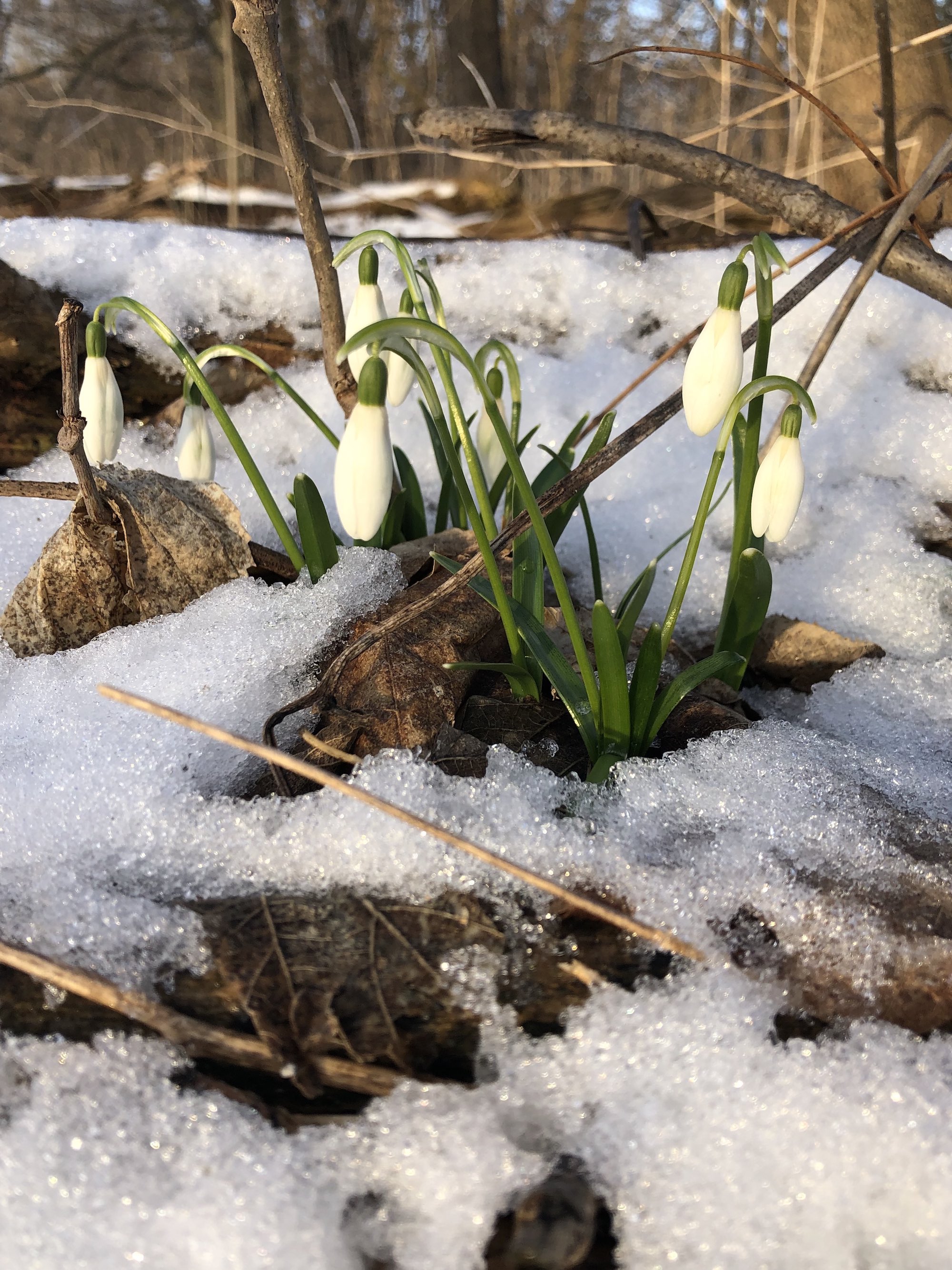 Snowdrops emerging in Madison Wisconsin along Arbor Drive on March1 18, 2021.