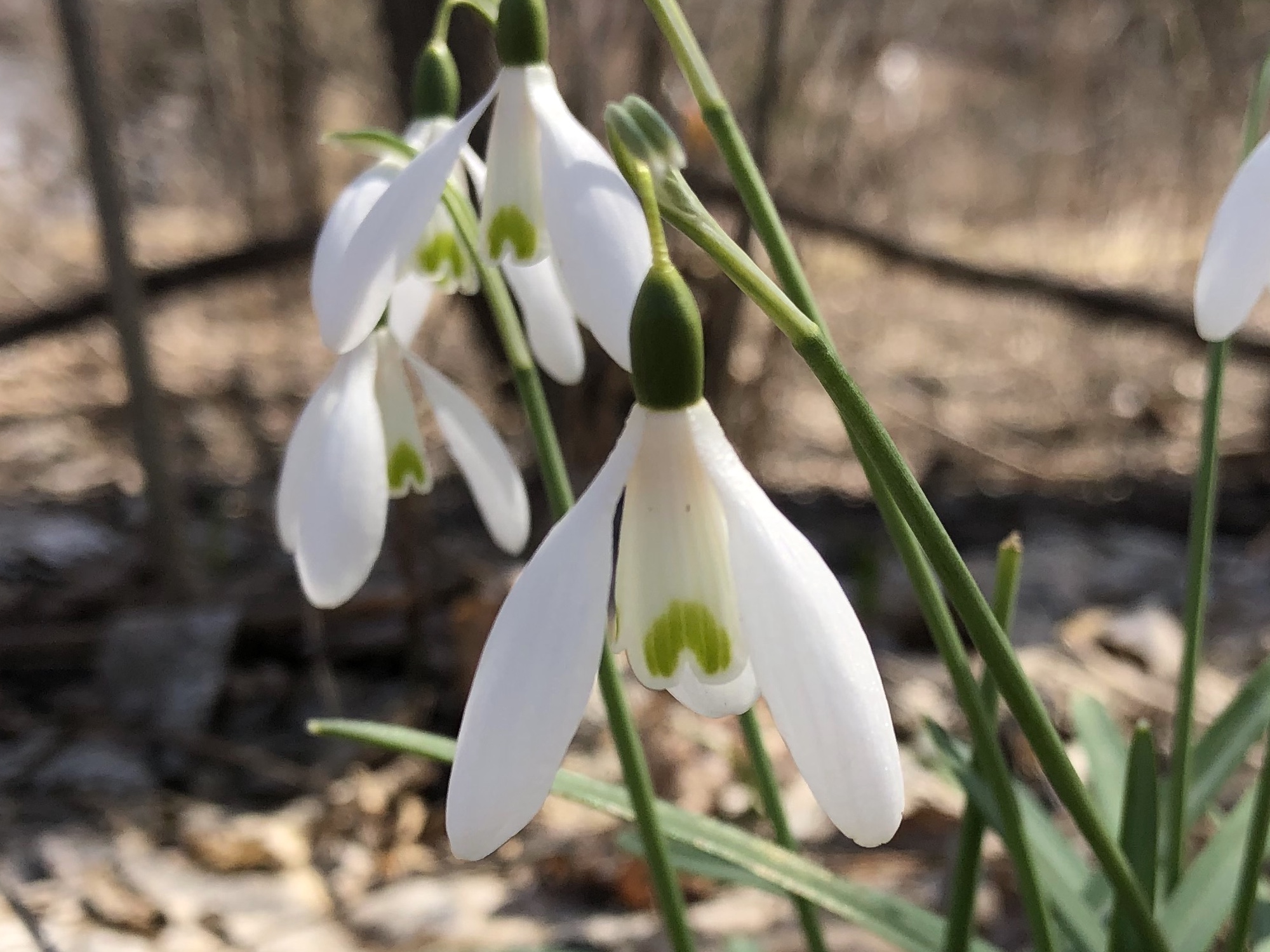 Snowdrops in woods between the Sycamore Tree on Arbor Drive and the bike path entrance to the Oak Savanna on March 30, 2020.