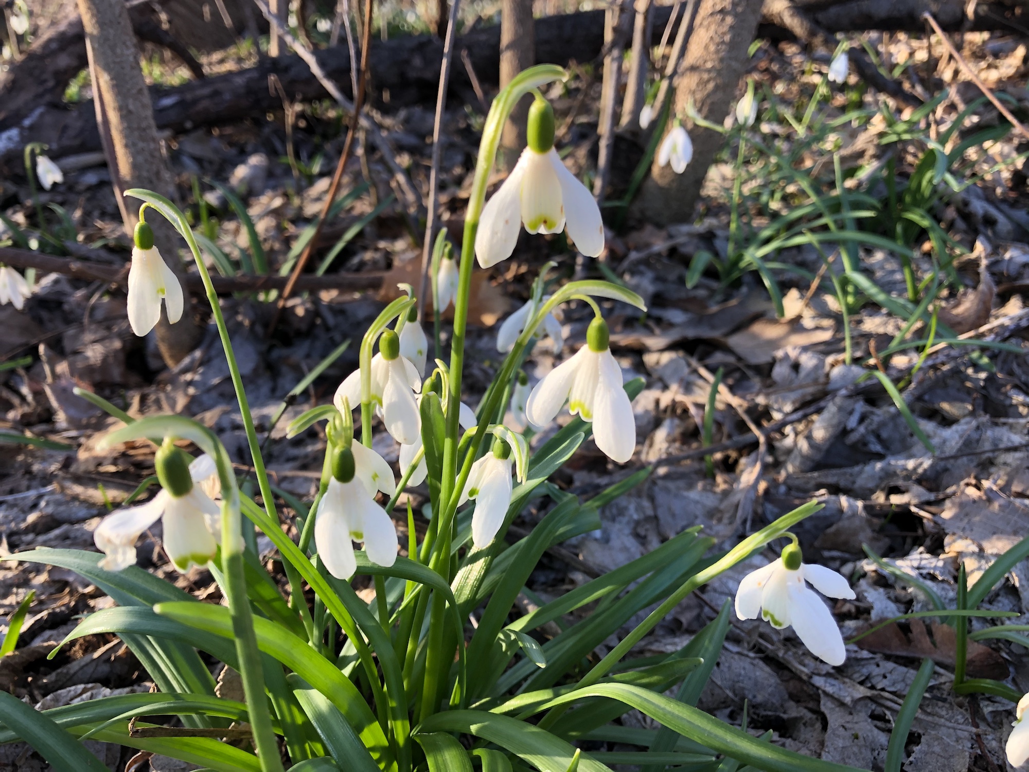 Snowdrops in woods between the Sycamore Tree on Arbor Drive in Madison, Wisconsin on  April 1, 2020.