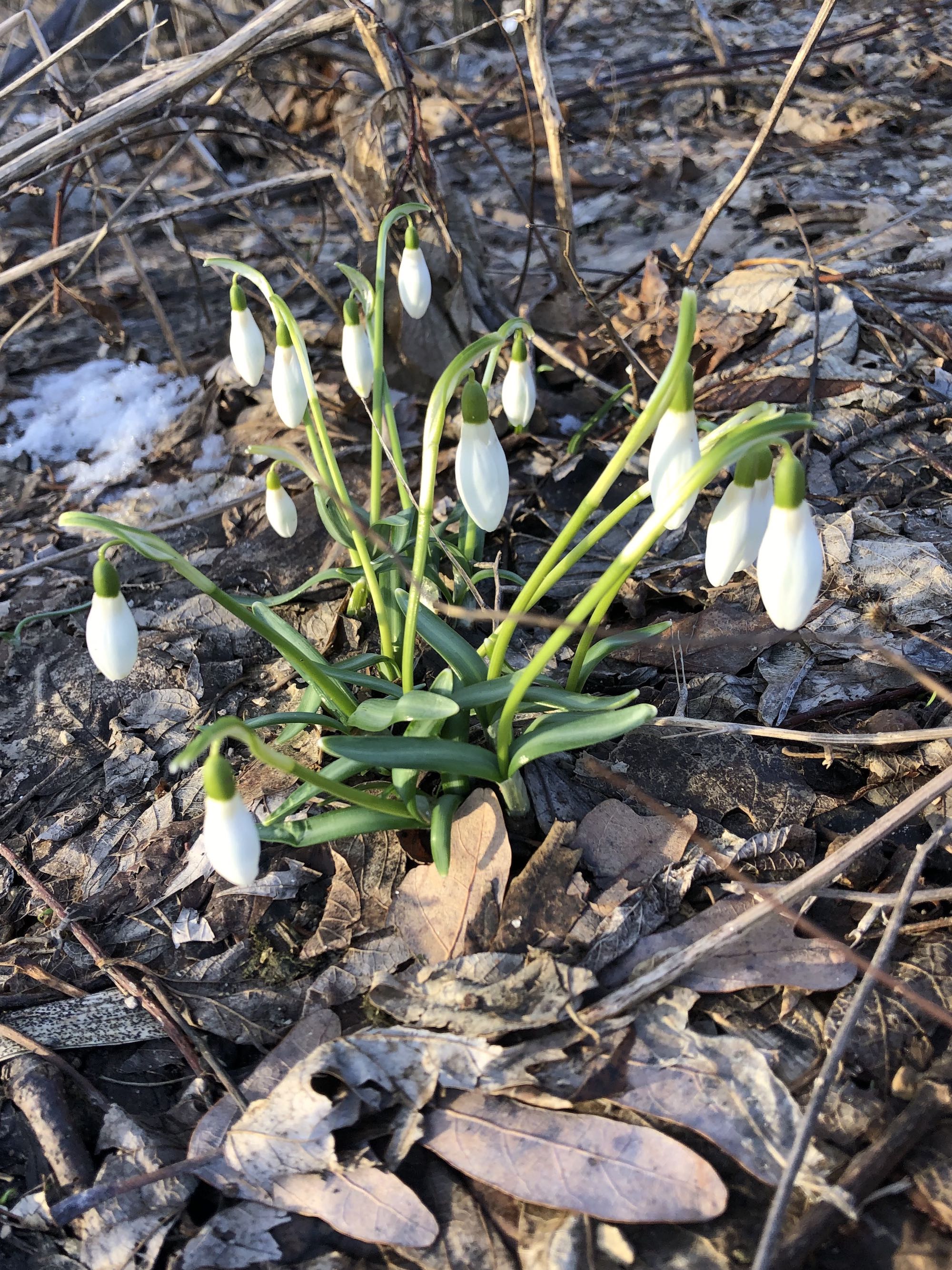 Snowdrops emerging in Madison Wisconsin along Arbor Drive on March 18, 2021.