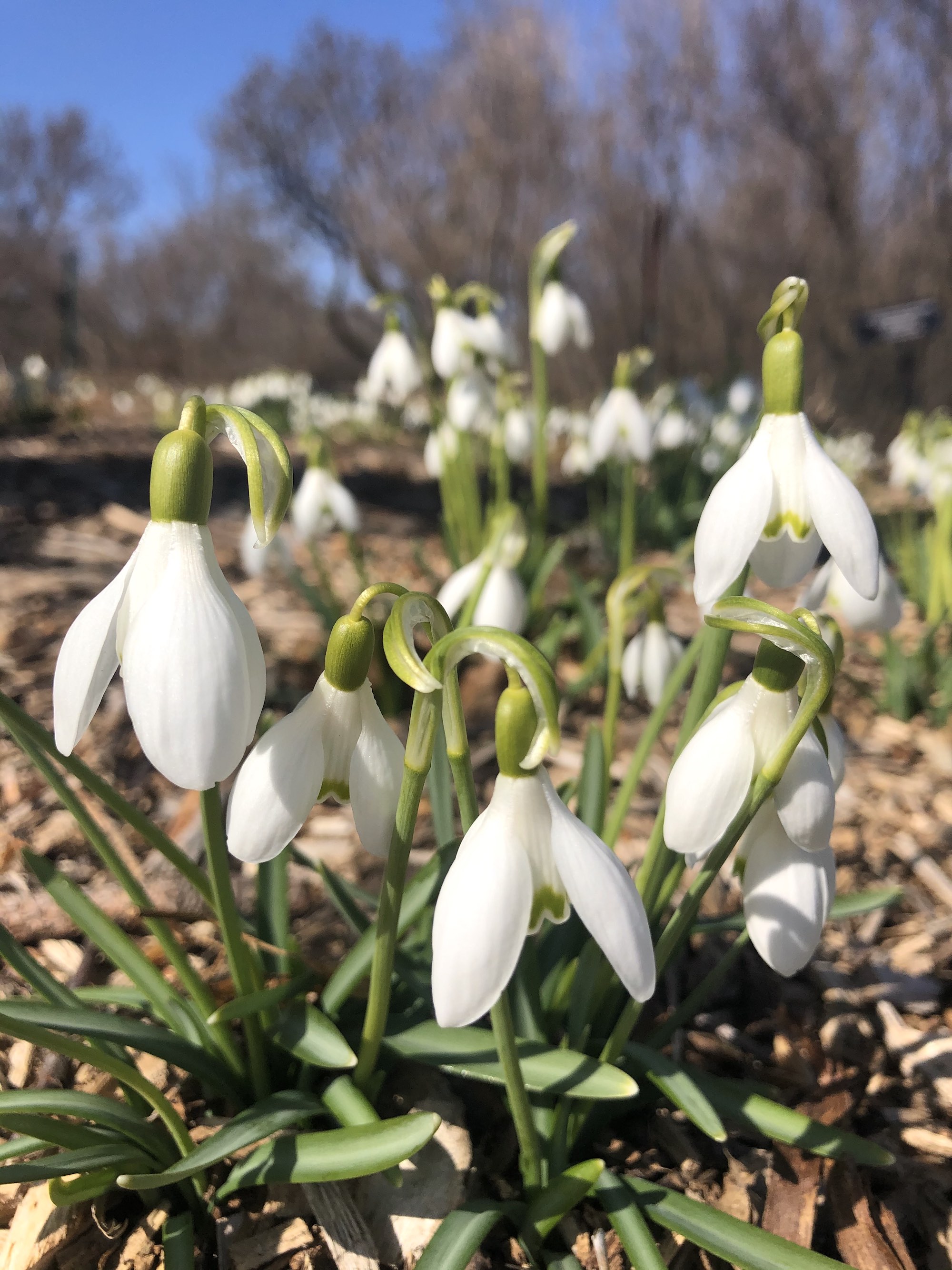 Snowdrops in the University of Wisconsin Arbortetum Longenecker Gardens in Madison Wisconsin on March  20, 2021.