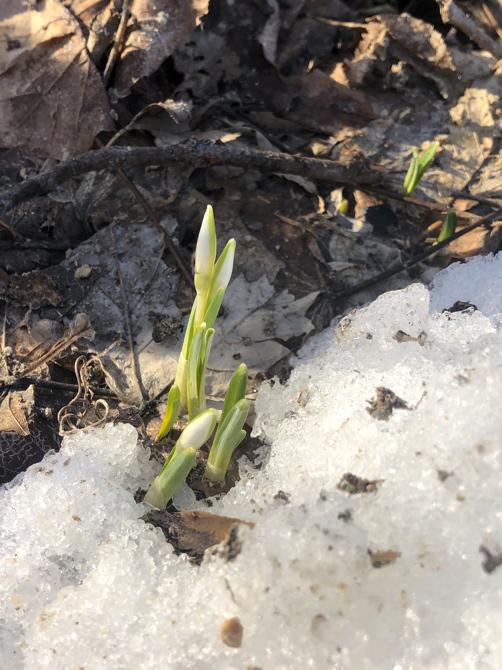 Snowdrops emerging in Madison Wisconsin along Arbor Drive on March 7, 2021.