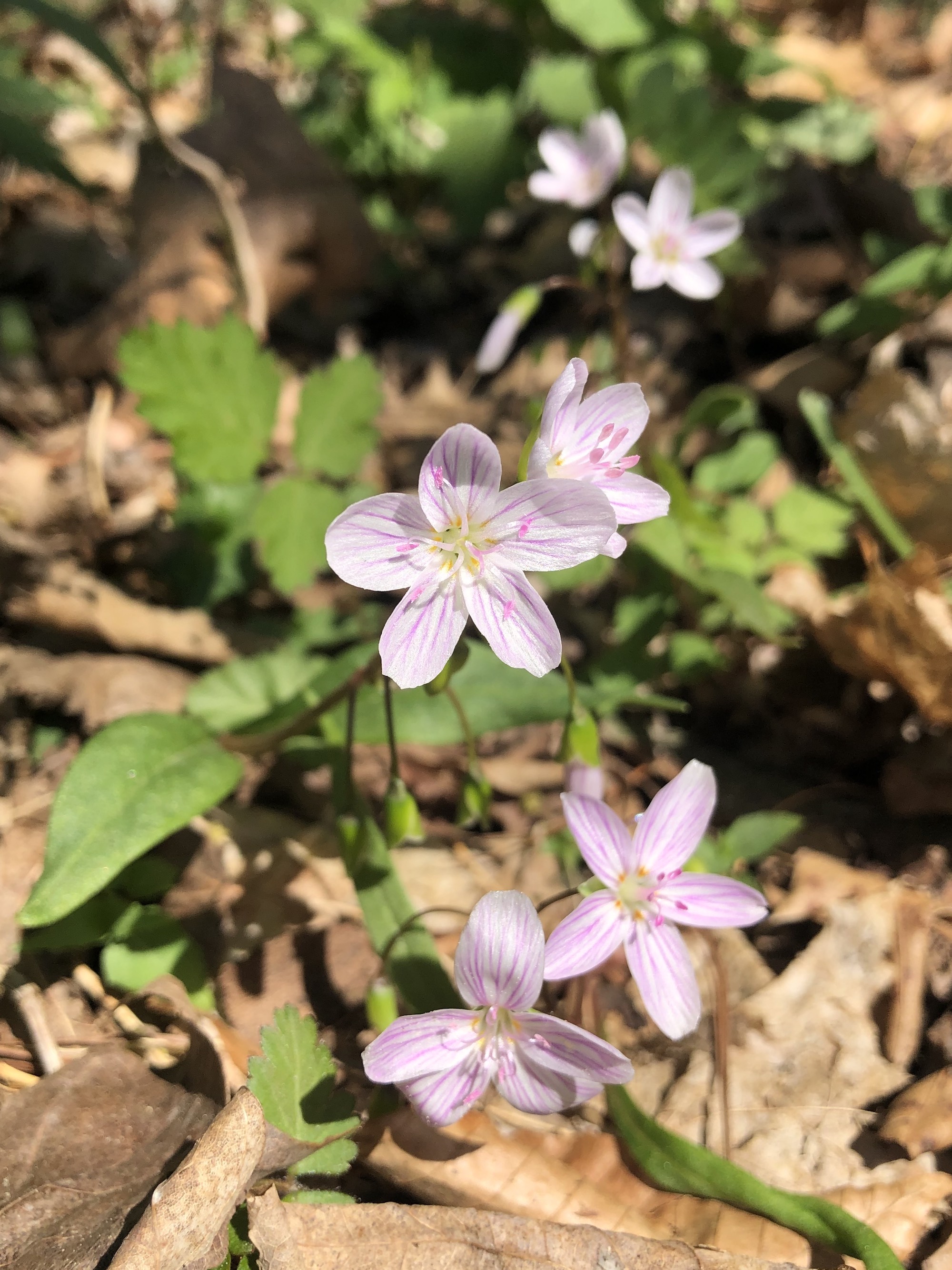 Springbeauty in the Maple-Basswood Forest of the University of Wisconsin Arboretum in Madison, Wisconsin on April 30, 2021.