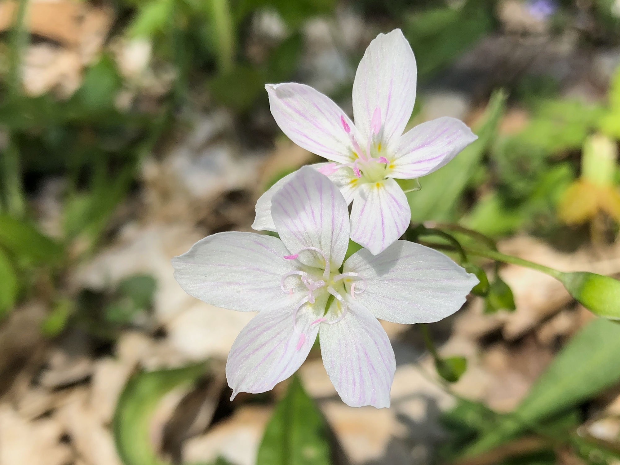 Springbeauty in the Maple-Basswood Forest of the University of Wisconsin Arboretum in Madison, Wisconsin on May 6, 2020.