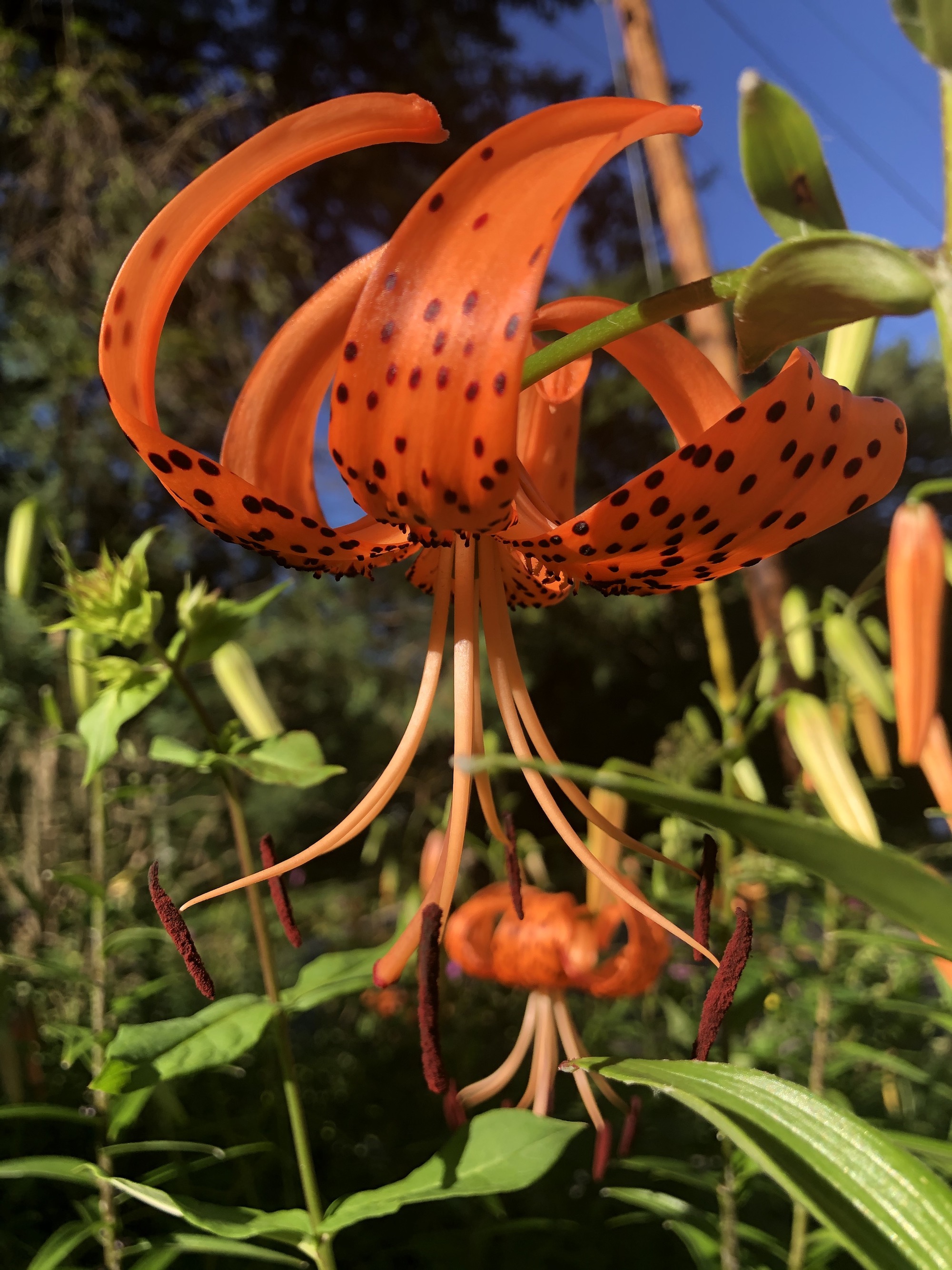 Wisconsin Wildflower | Tiger Lily | Lilium lancifolium