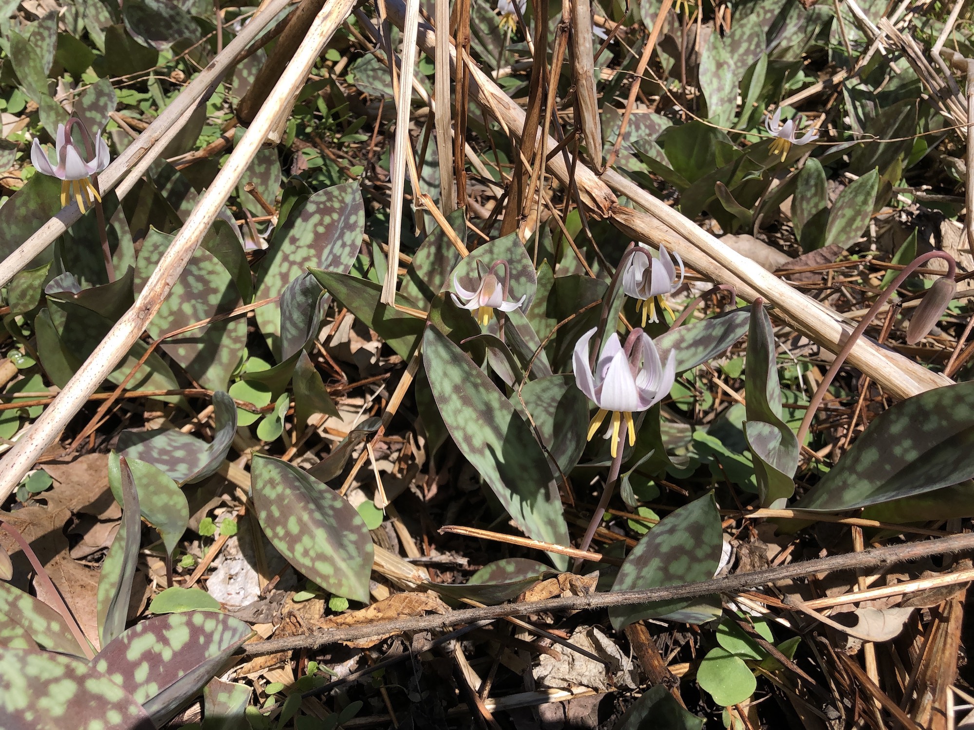 White Trout Lilies on April 19, 2019 near Council Ring.