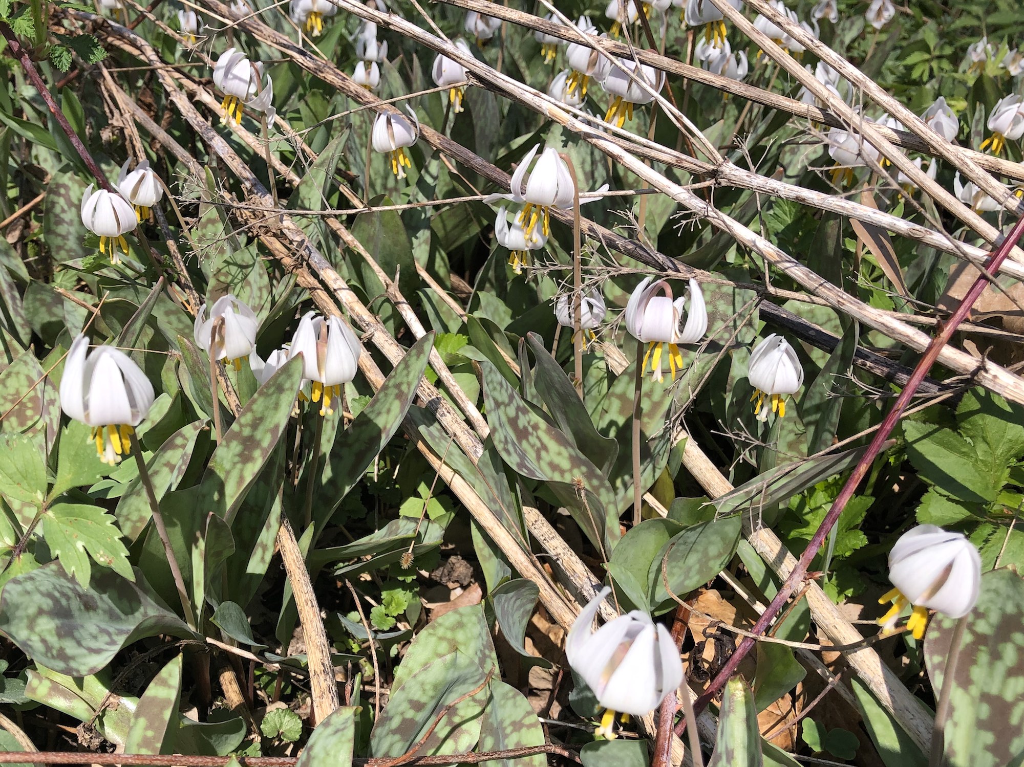 Trout Lilies on April 24, 2019.
