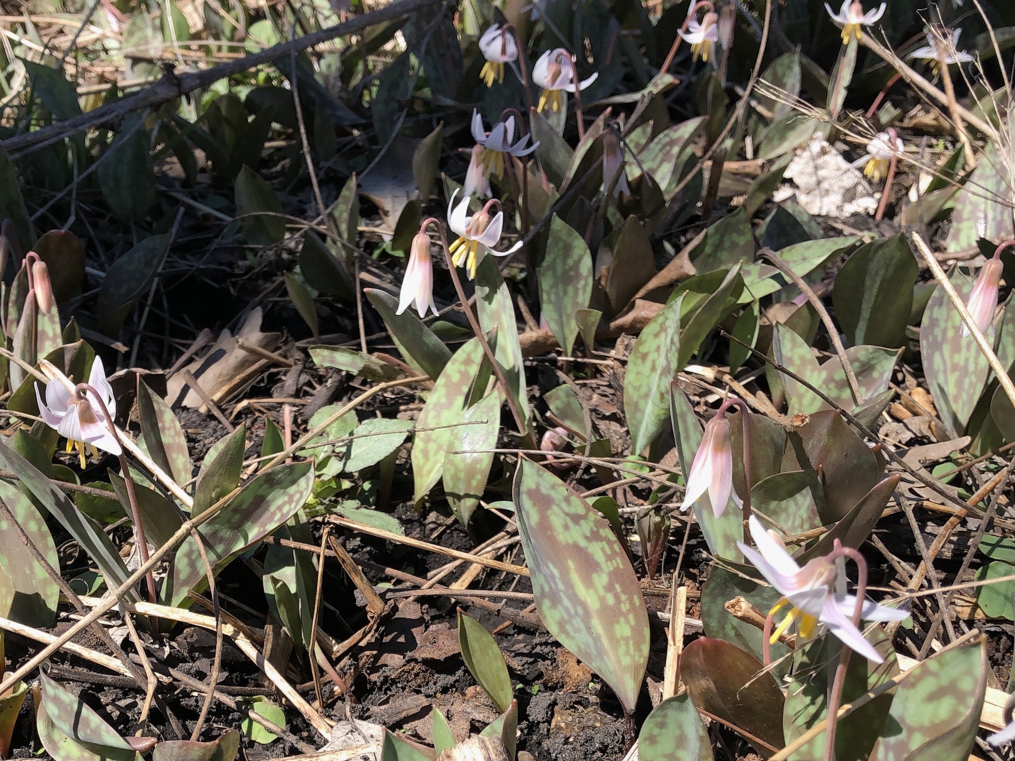 White Trout Lilies on April 19, 2019 near Council Ring.