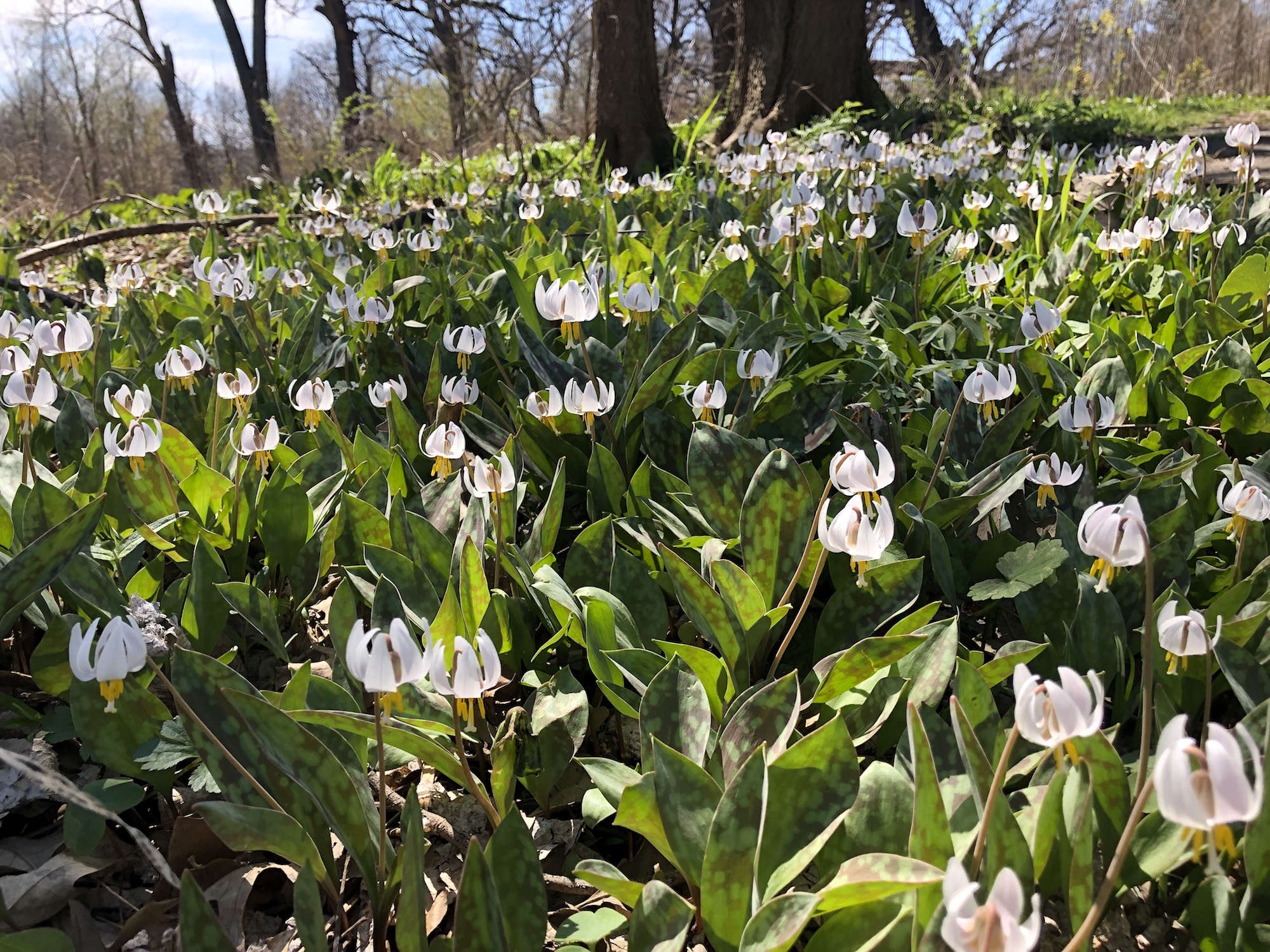White Trout Lilies on April 24, 2019 near Council Ring.