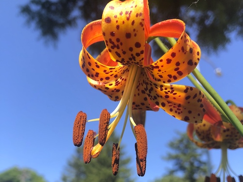 Michigan Lily.