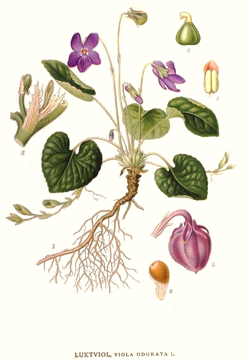  Botanical illustration of Viola odorata (sweet violet) by Carl Axel Magnus Lindman cira 1901-1905.