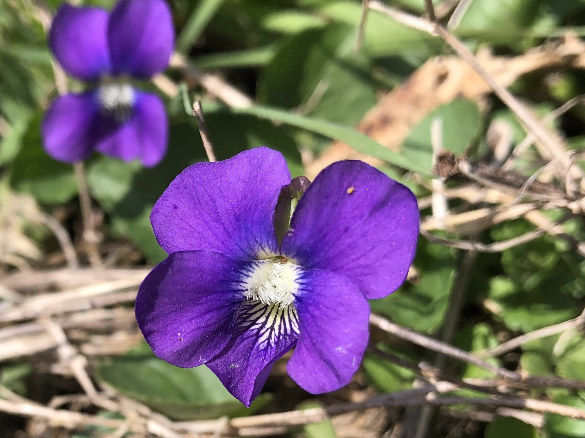 Violet in UW Arborteum Native Garden in Madison, Wisconsin on April 17, 2021.