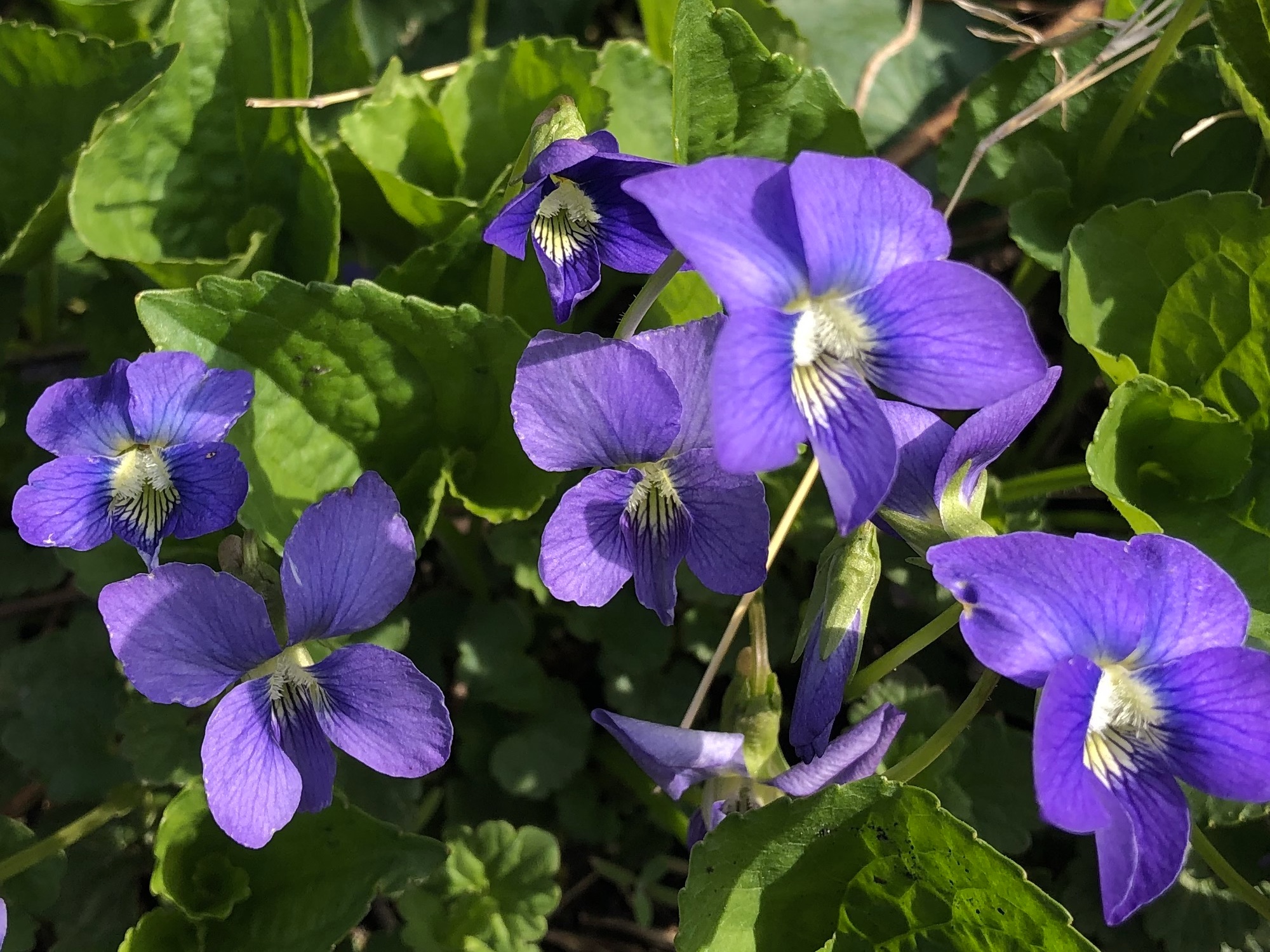 Wood Violets near the Duck Pond on April 25, 2019.