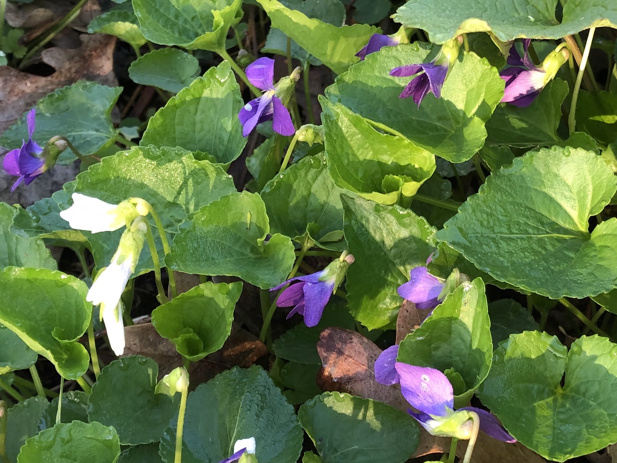 Wood Violets near Council Ring, the Oak Savanna and the Duck Pond on May 3, 2019.