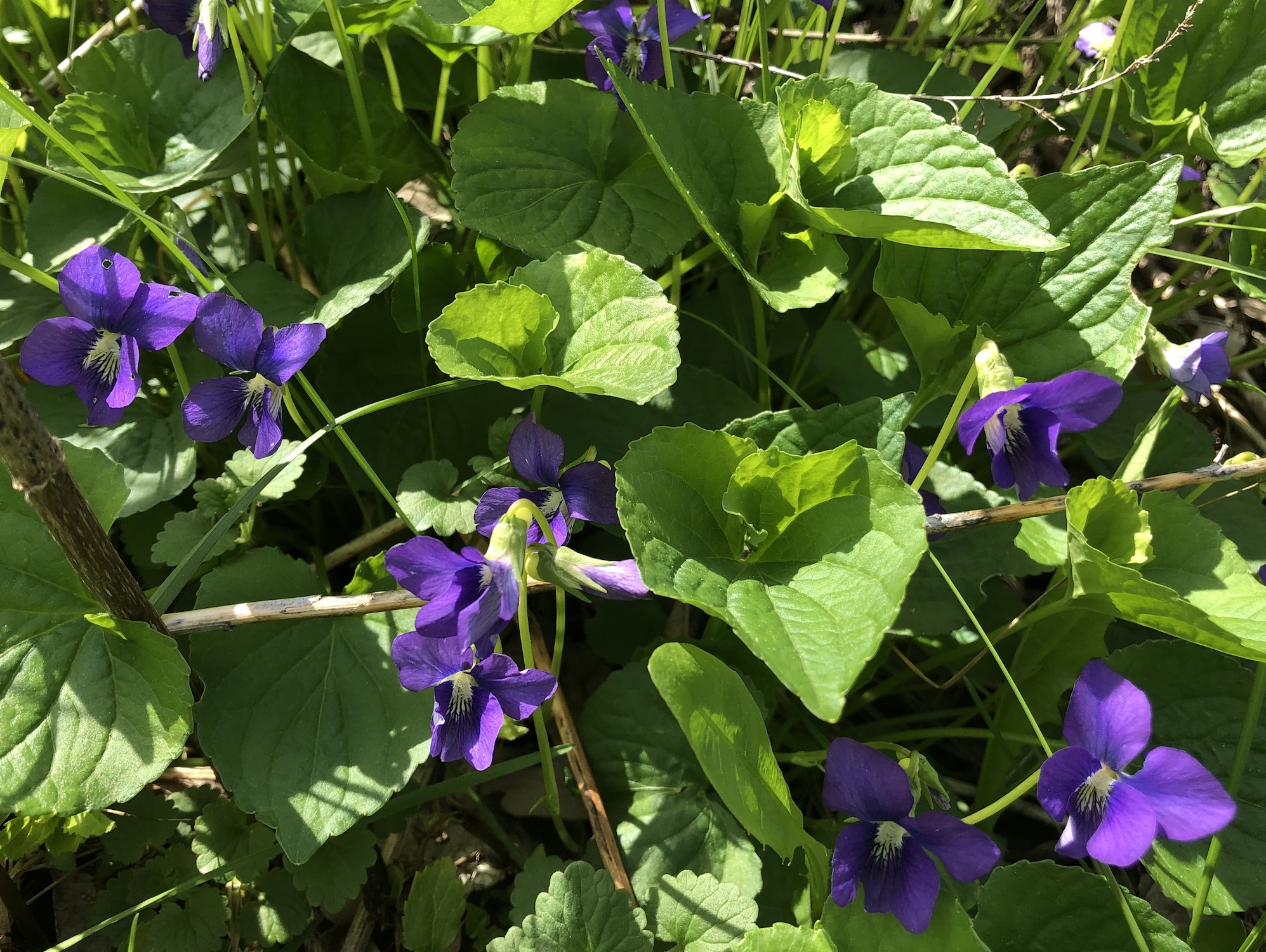 Wood Violets near Council Ring, the Oak Savanna and the Duck Pond on May 7, 2019.