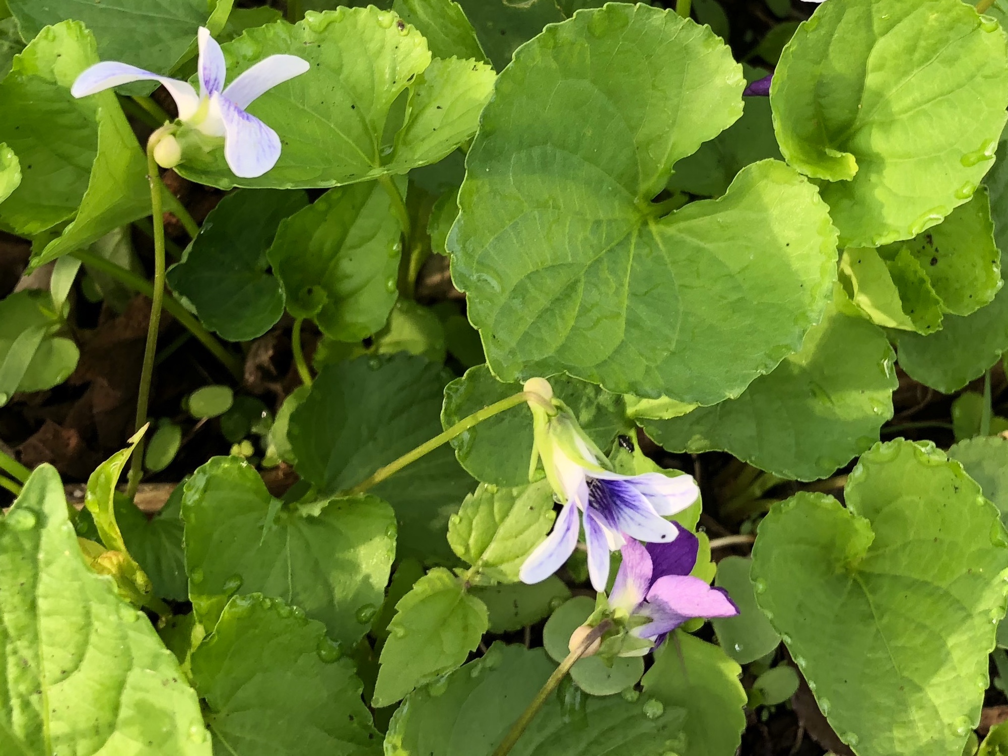 Wood Violets near the Duck Pond on May 15, 2018.