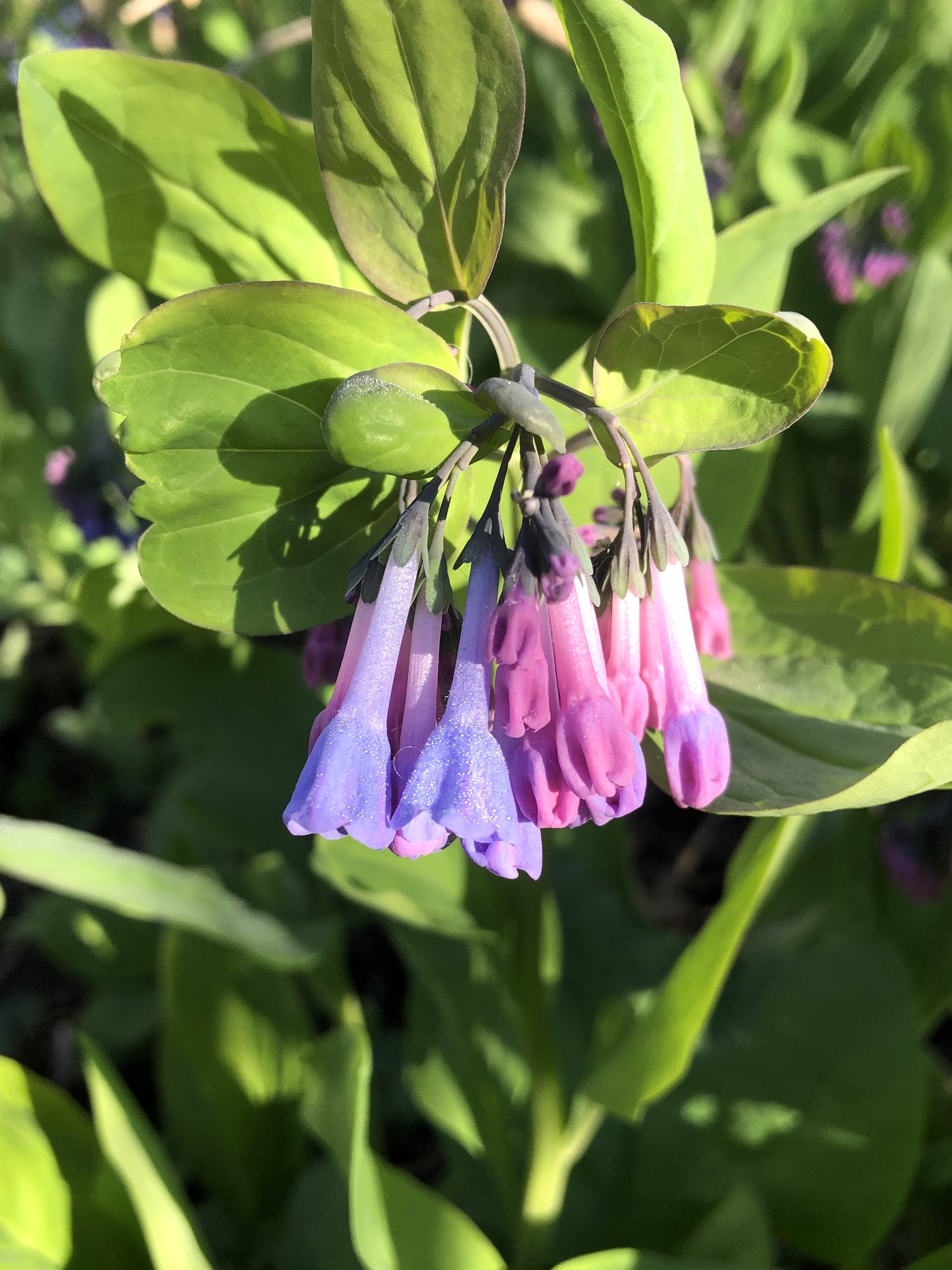 Virginia Bluebells by Duck Ponda in Madison, Wisconsin on April 16, 2021.