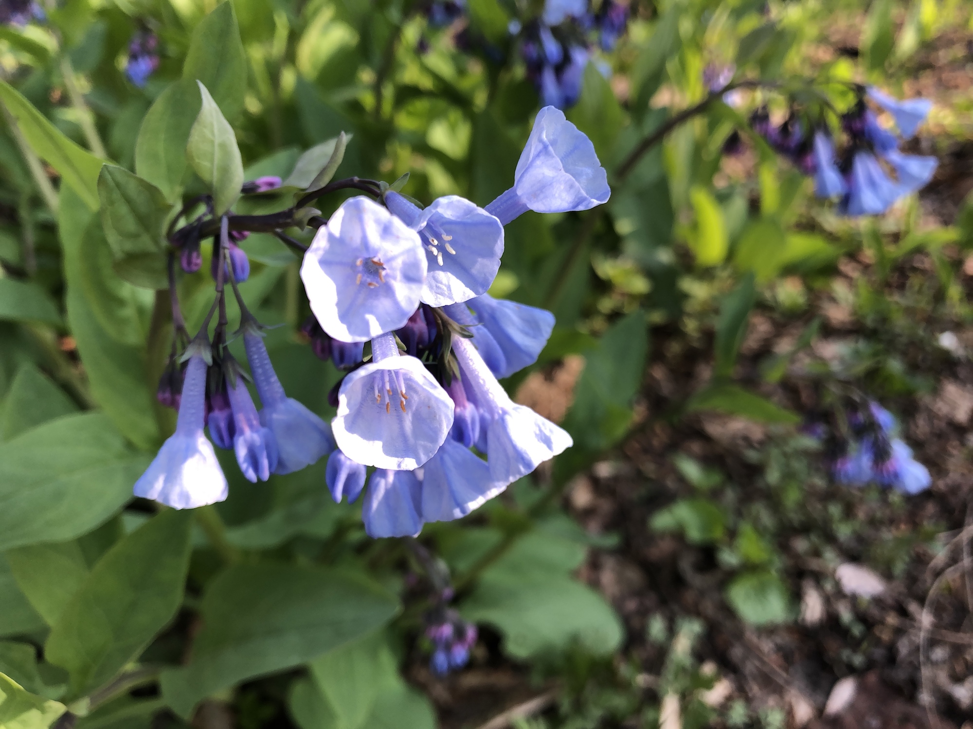 Virginia Bluebells around the Duck Pond in Madison, Wisconsin on April 25, 2019.