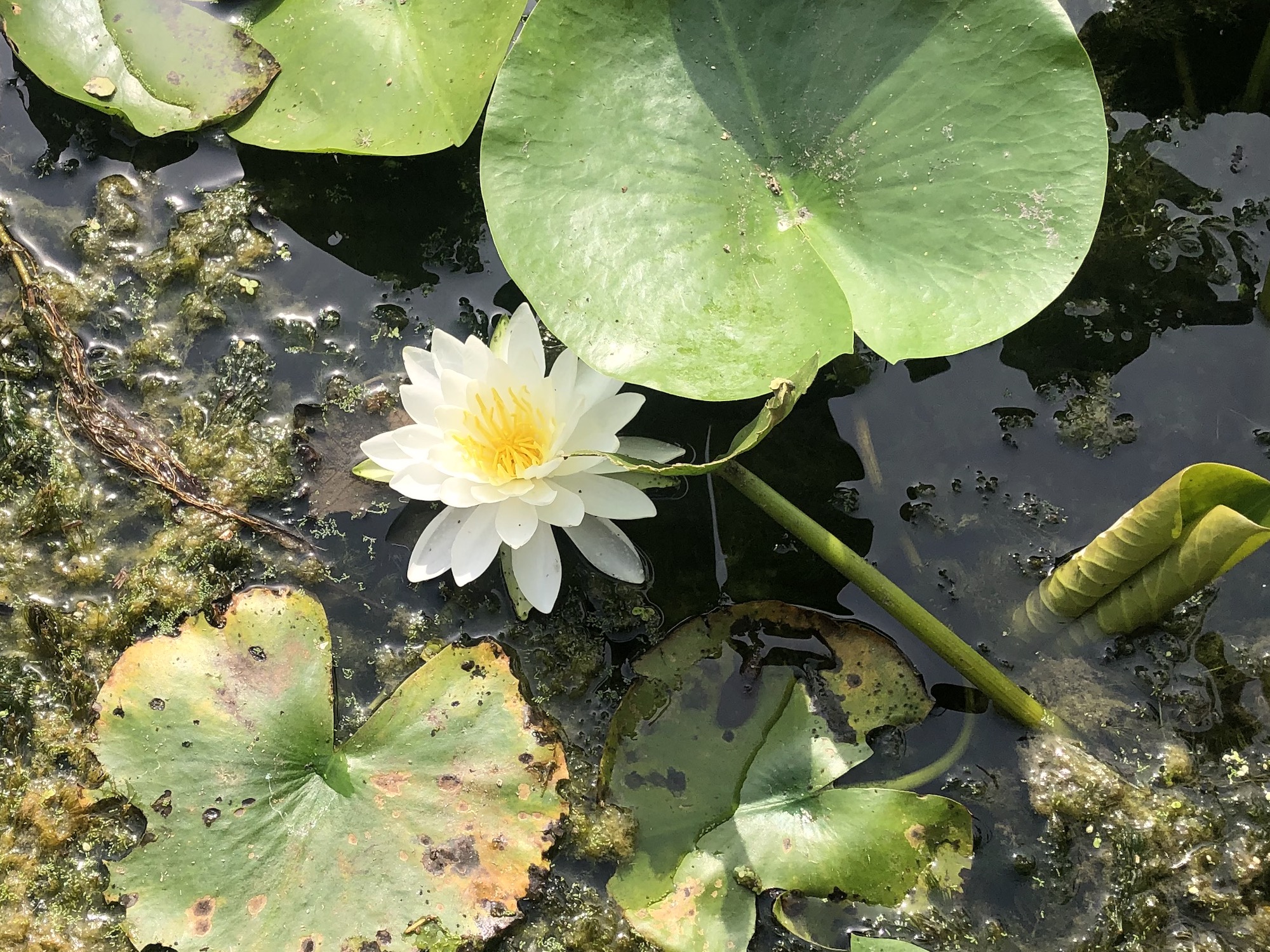 American White Water Lily.