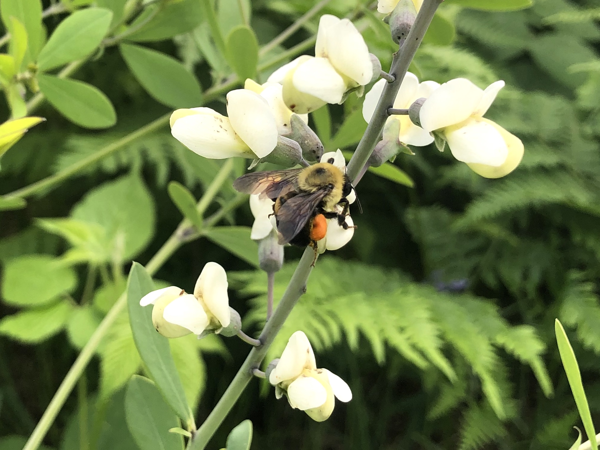 Bumble bee visiting White Wild Indigo in the UW Arboretum Curris Prairie in Madison, Wisconsin on June 16, 2023.