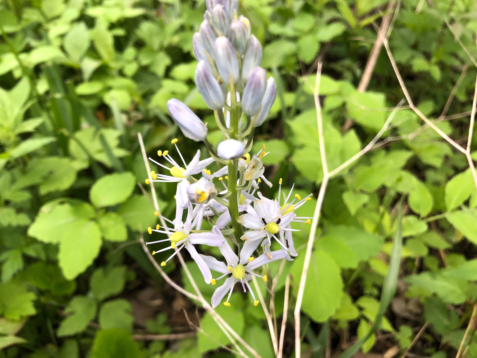 Wild Hyacinth in woods between Oak Savanna and Marion Dunn Prairie on May 18, 2019.