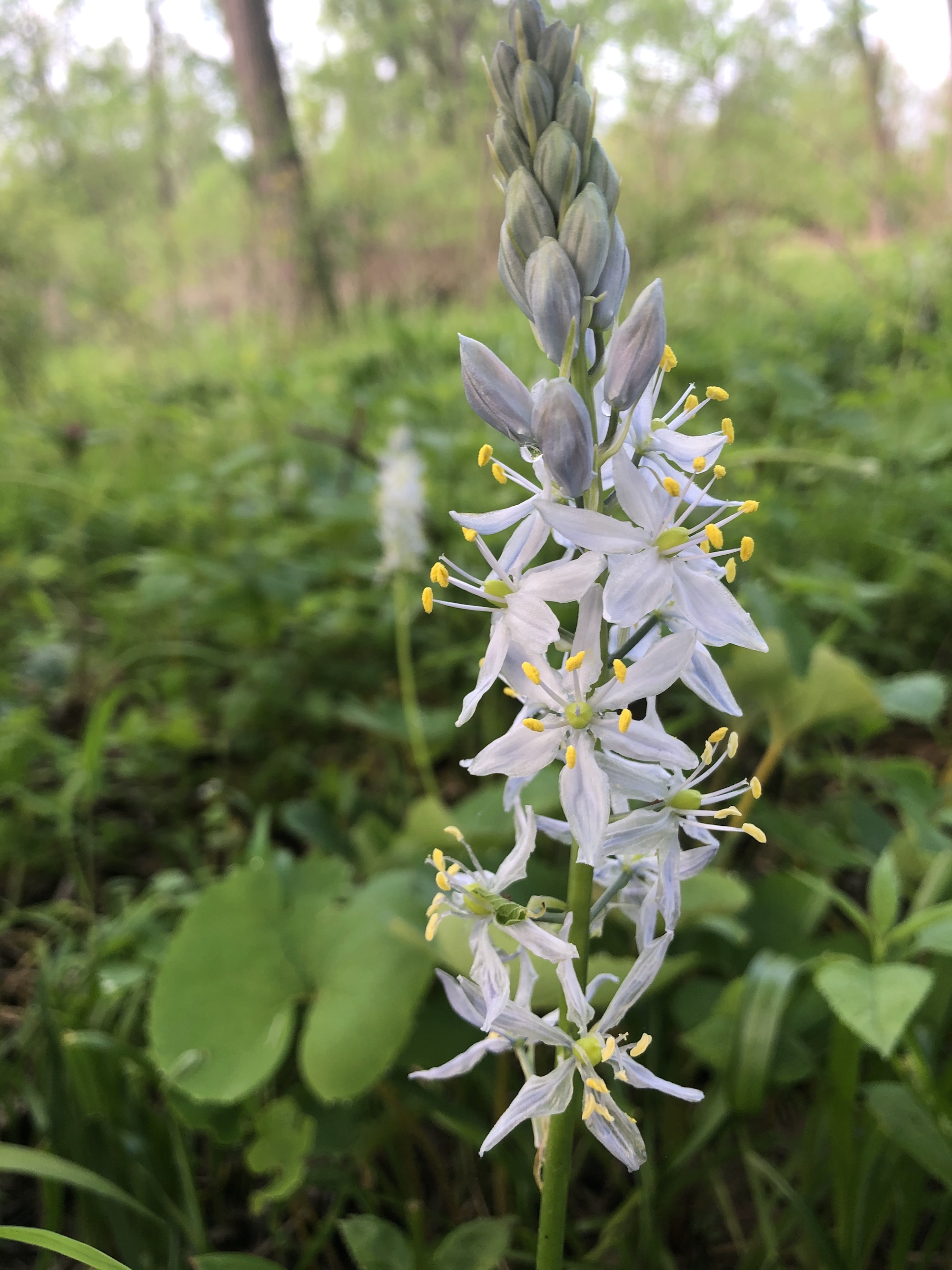 Wild Hyacinth by Council Ring on May 20, 2020.