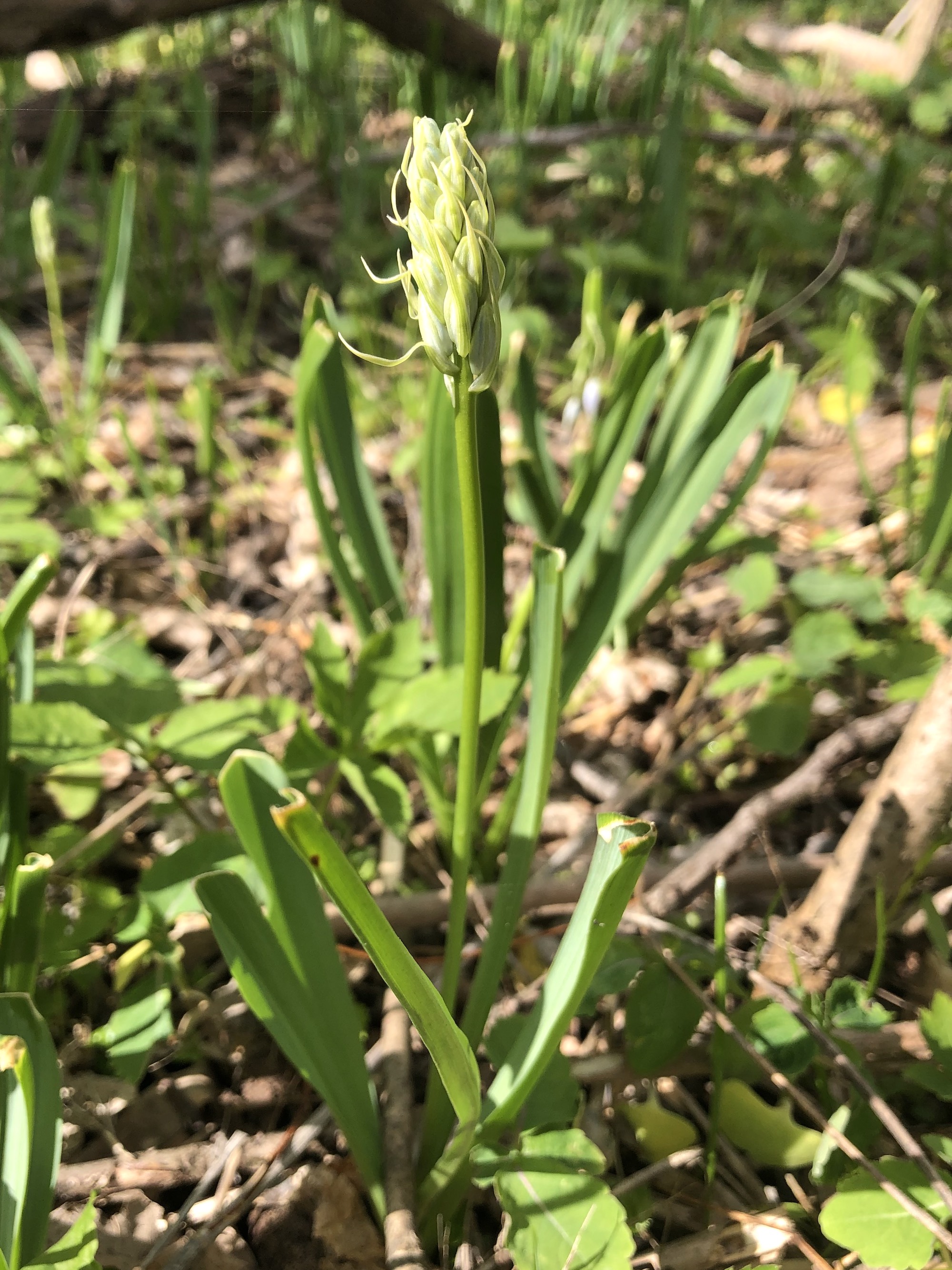 Wild Hyacinth in woods between Marion Dunn and Oak Savanna on May 4, 2021.