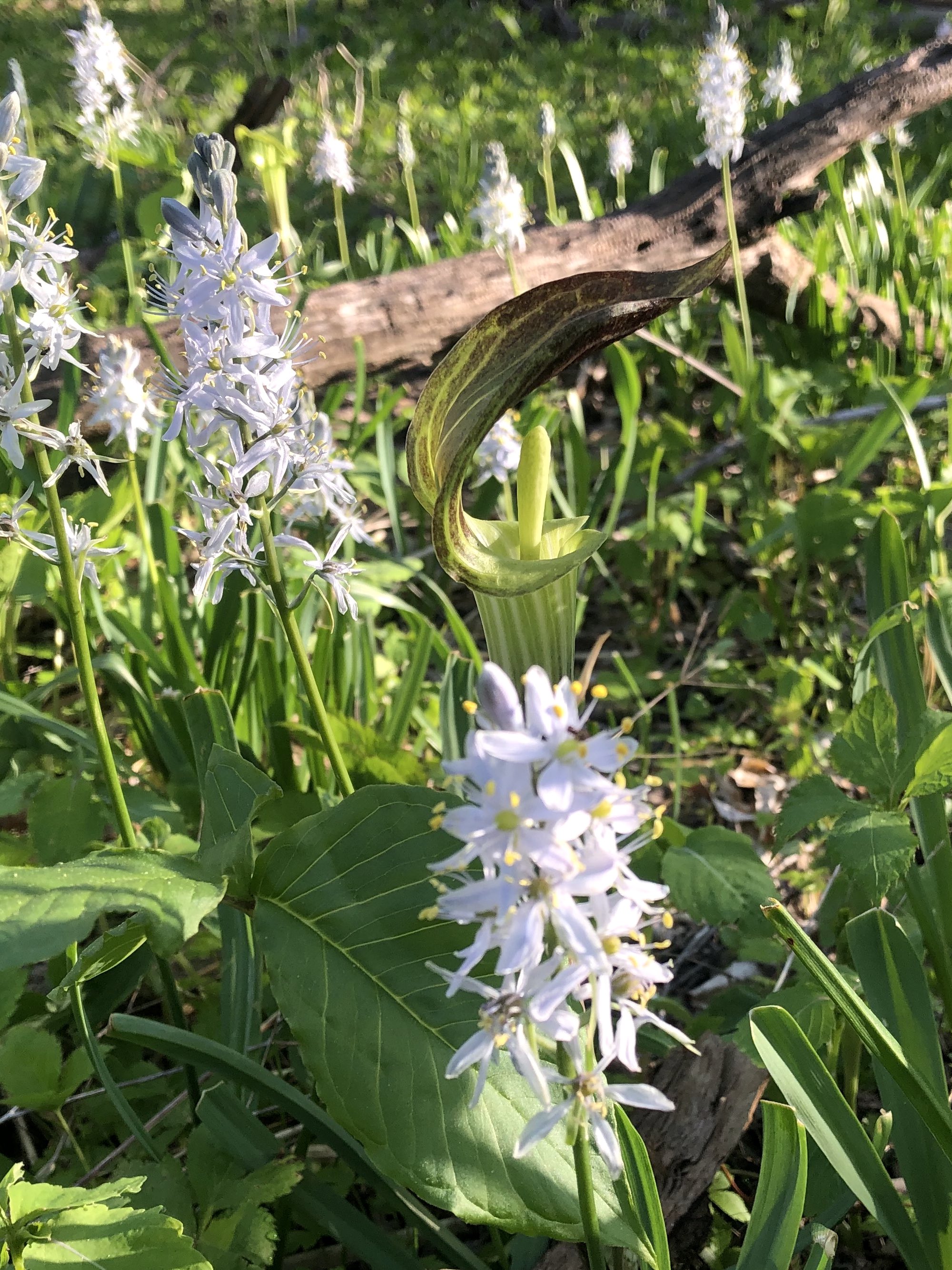 Wild Hyacinth in woods between Marion Dunn and Oak Savanna on May 13, 2021.