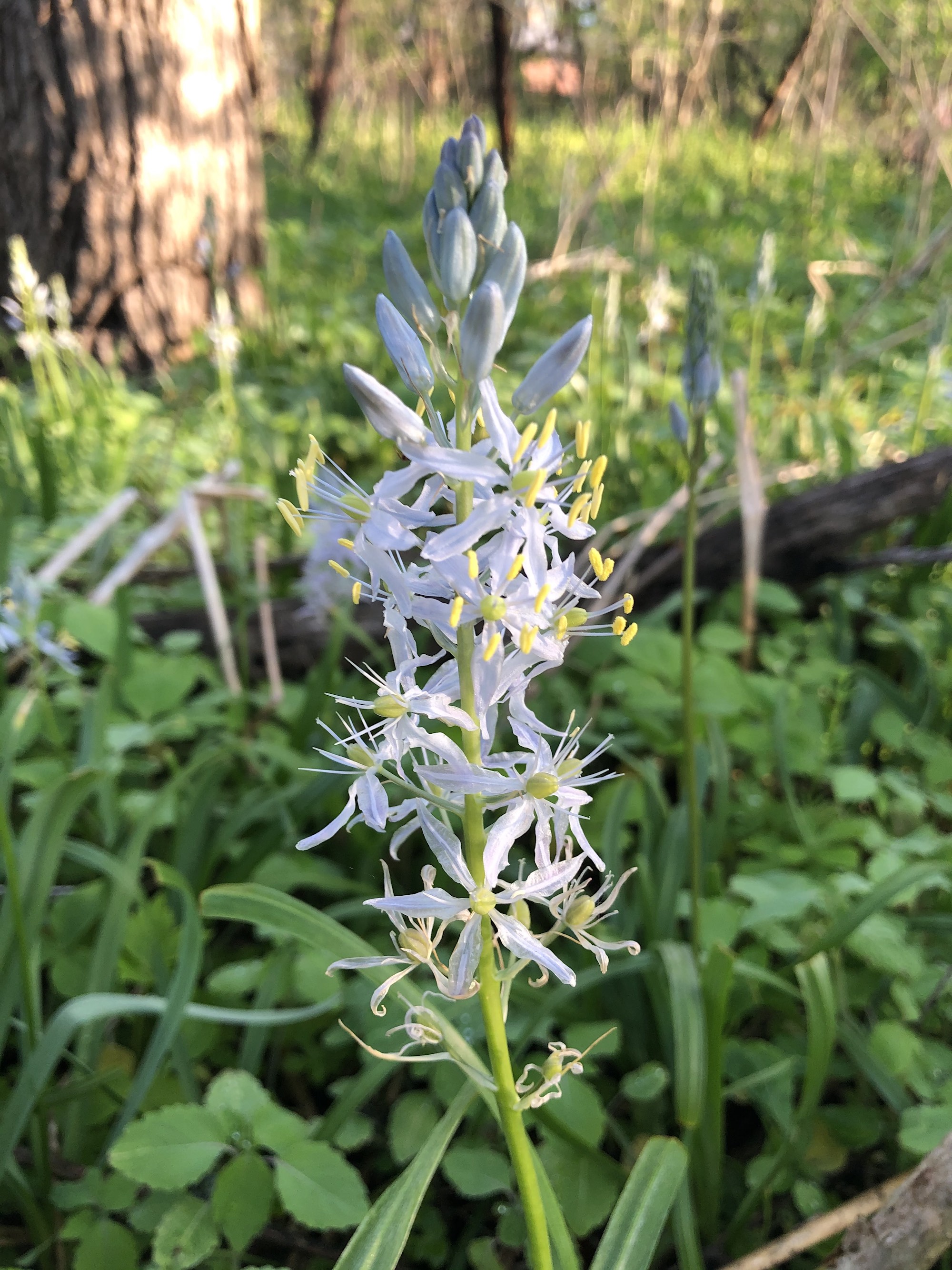 Wild Hyacinth in woods between Marion Dunn and Oak Savanna on May 20, 2020.