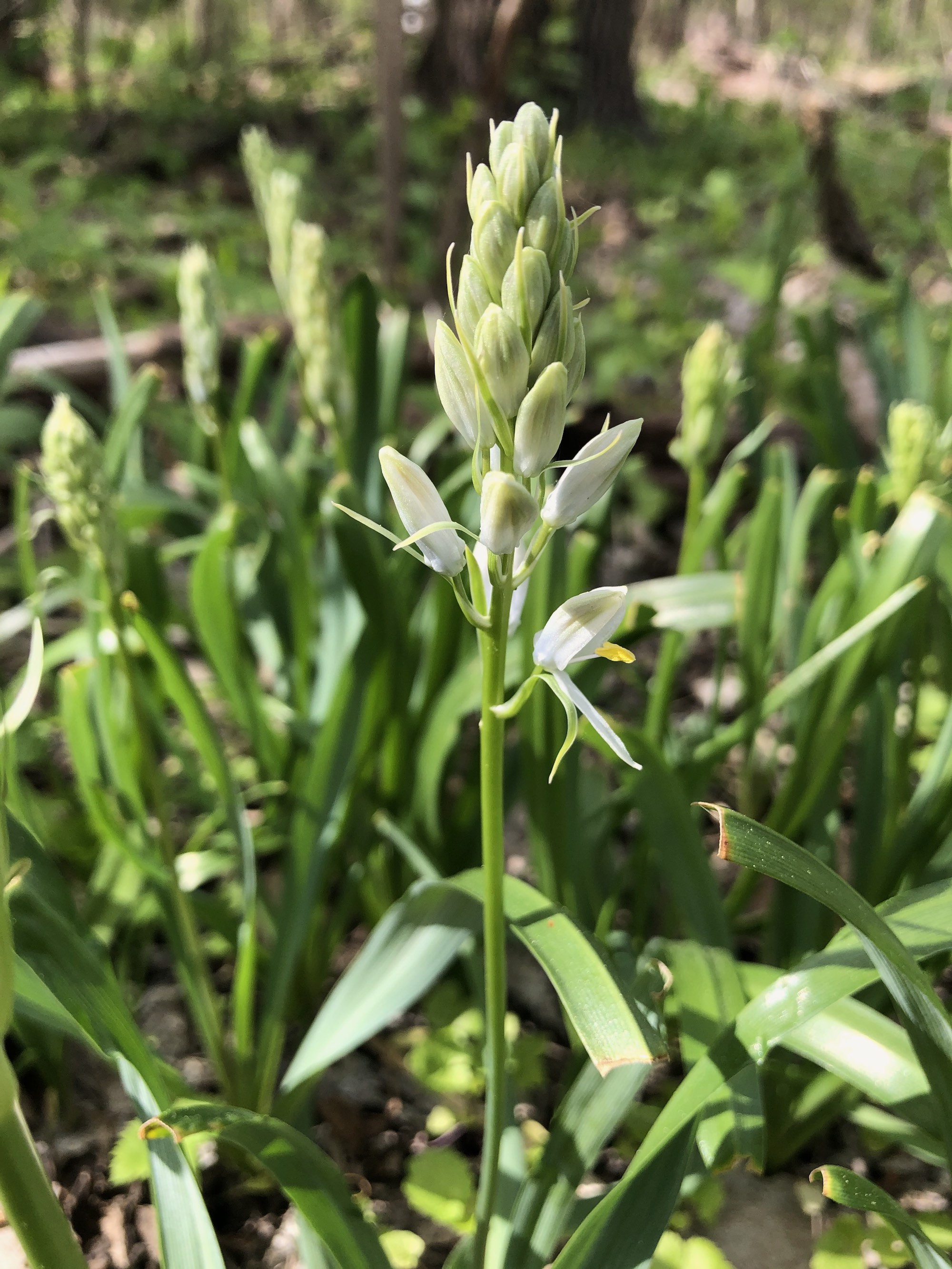 Wild Hyacinth in woods between Marion Dunn and Oak Savanna on May 5, 2021.