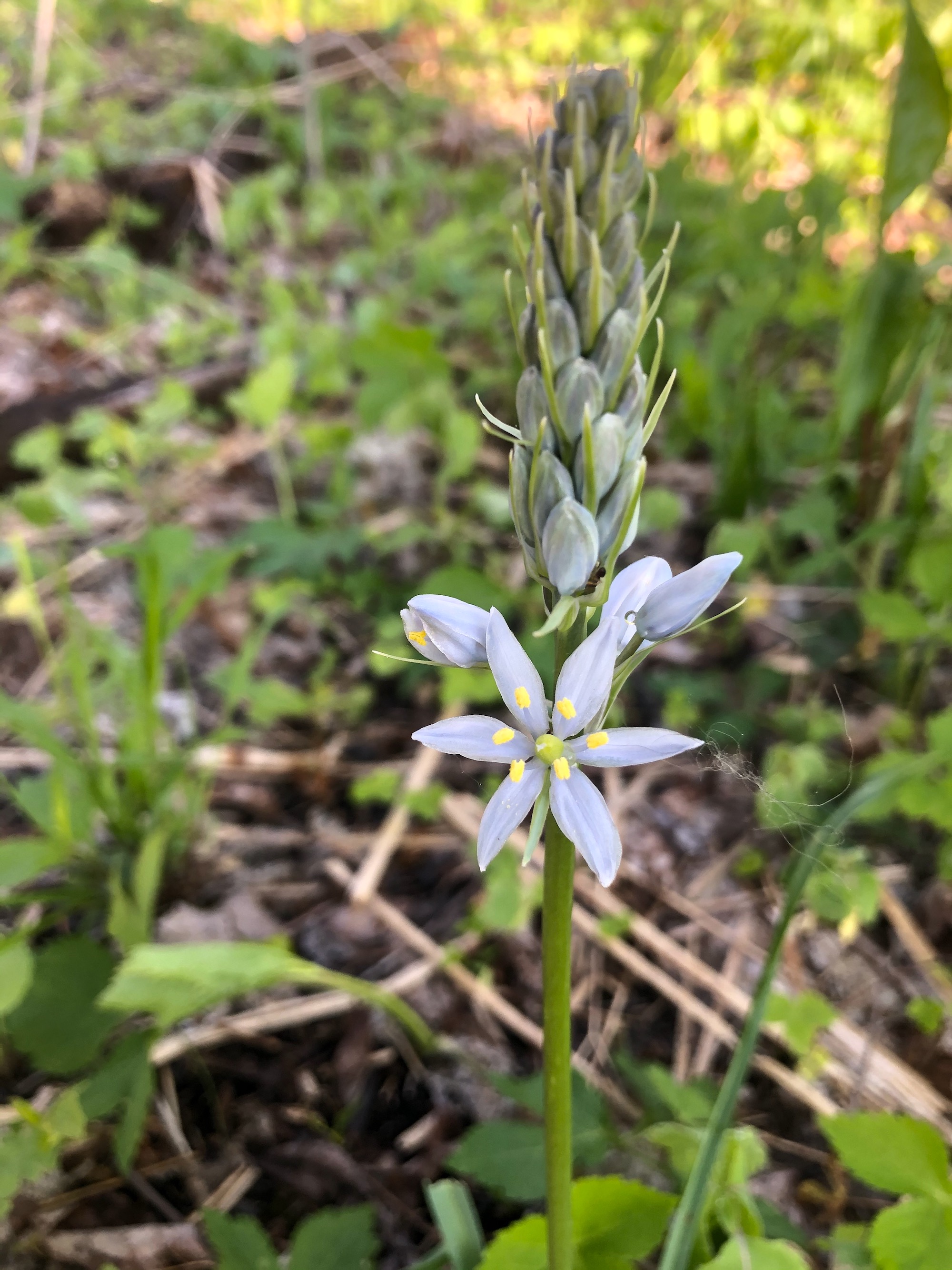 Wild Hyacinth in woods between Marion Dunn and Oak Savanna on May 8, 2021.