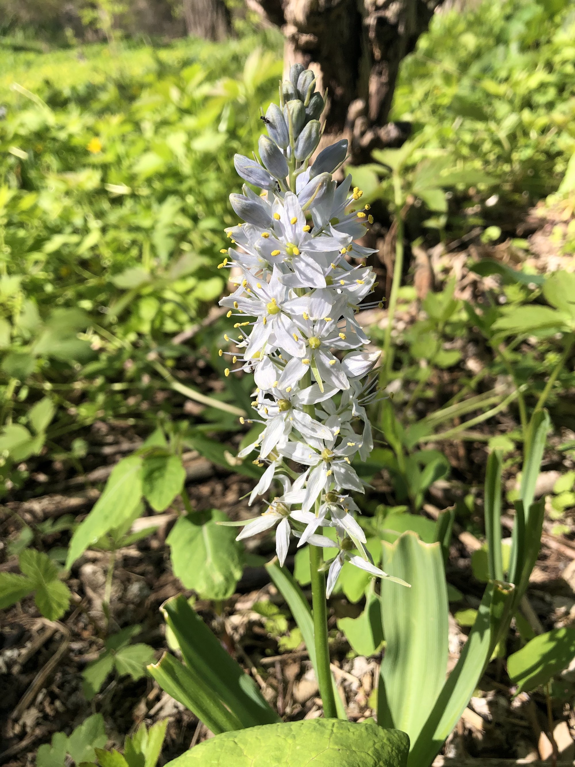 Wild Hyacinth by Council Ring in Oak Savanna on May 12, 2021.