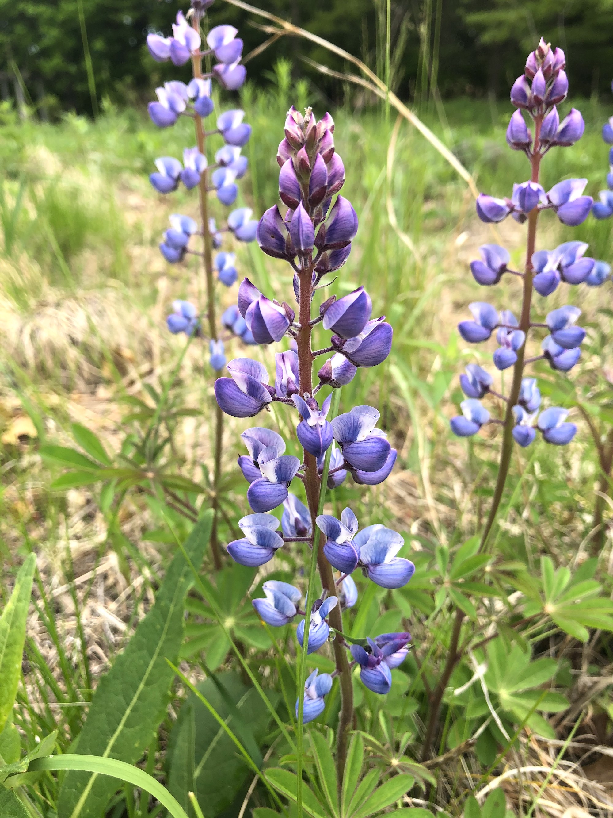 Wisconsin Wildflower Wild Lupine Lupinus perennis