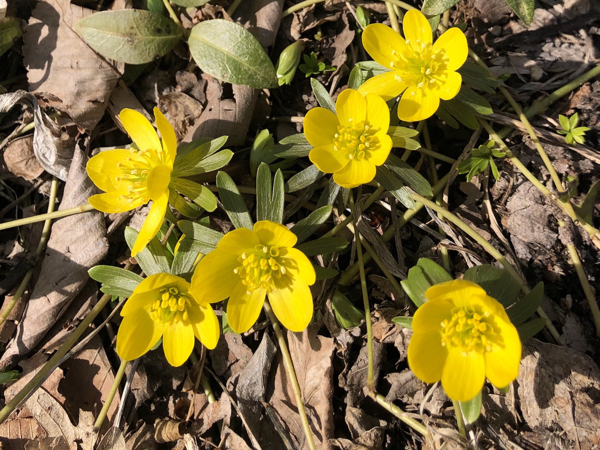 Winter Aconite in yard behind Gates and Brovi in Madison, Wisconsin on March 7, 2023.