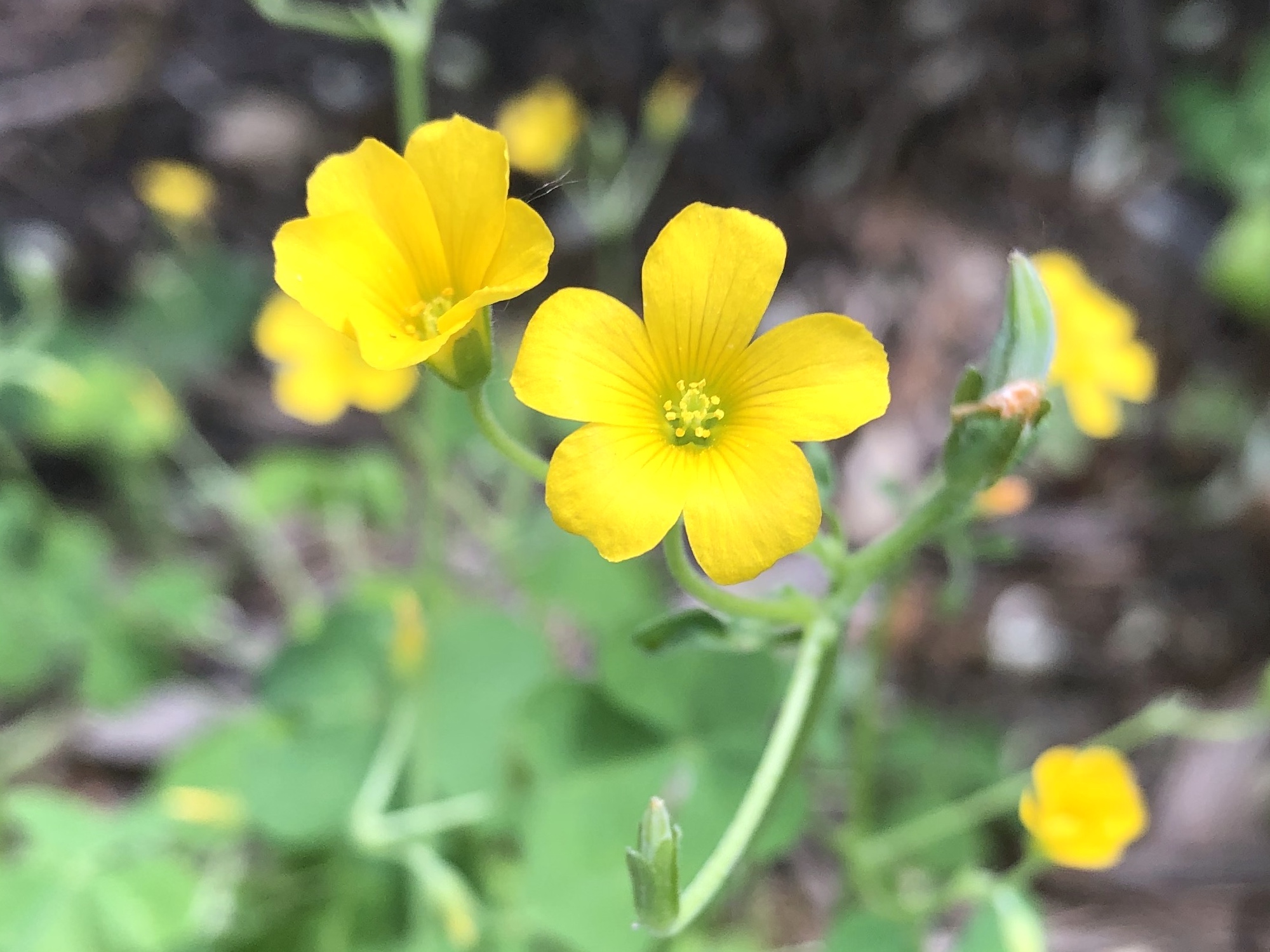 Wisconsin Wildflower Common Yellow Woodsorrel Oxalis corniculata