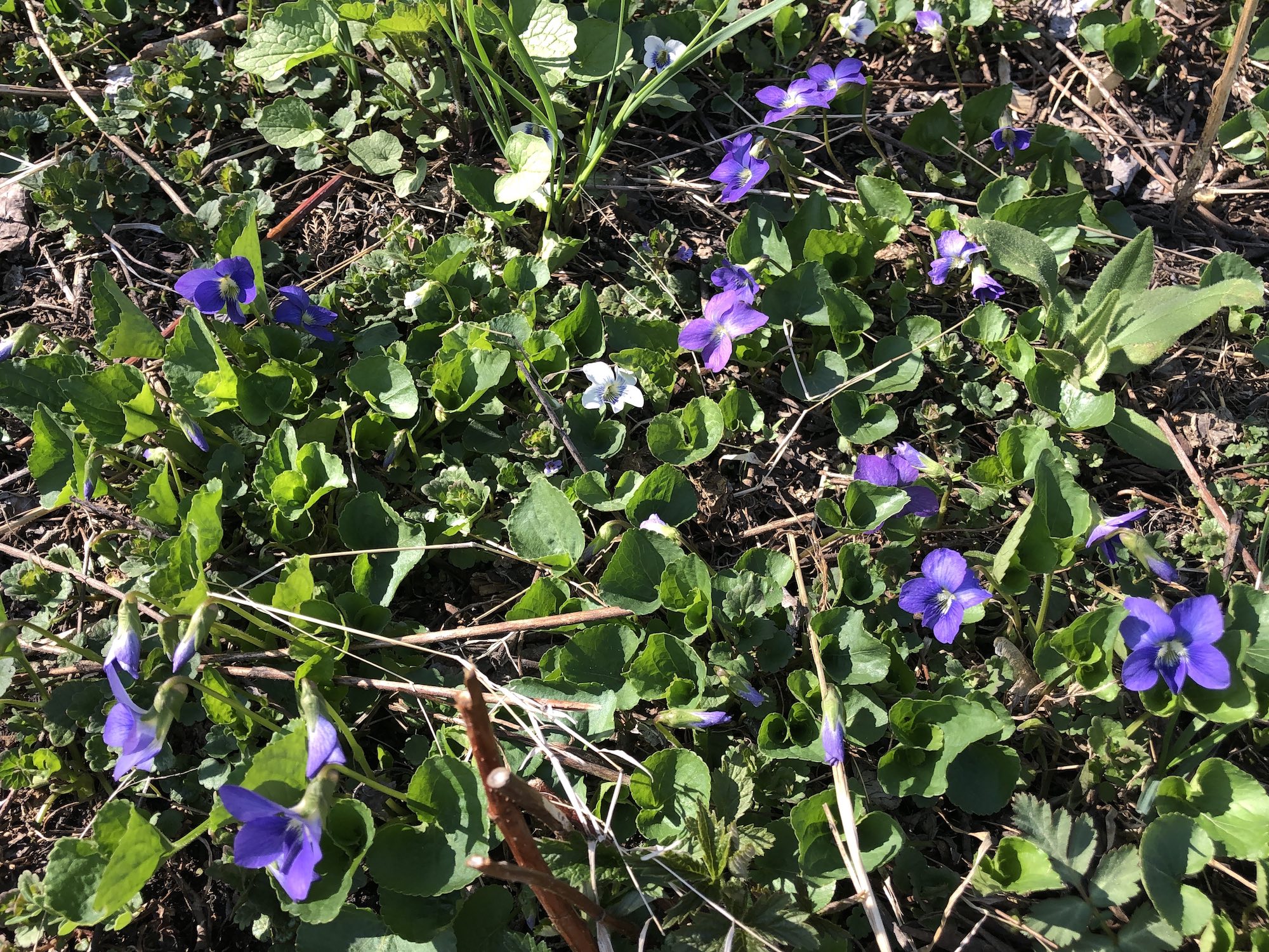 Wood Violets near Council Ring, the Oak Savanna and the Duck Pond on April 21, 2019.