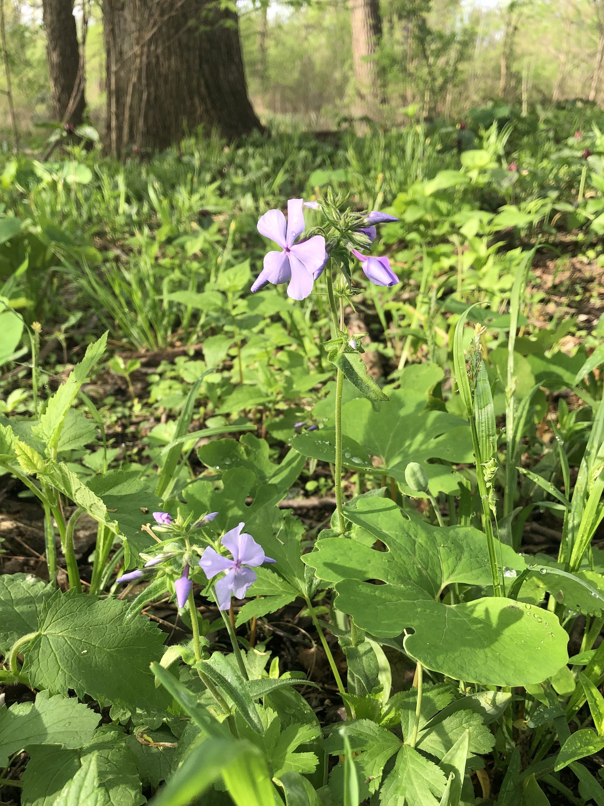 Woodland Phlox by Council Ring in Oak Savannin Madison, Wisconsin on May 14, 2022.