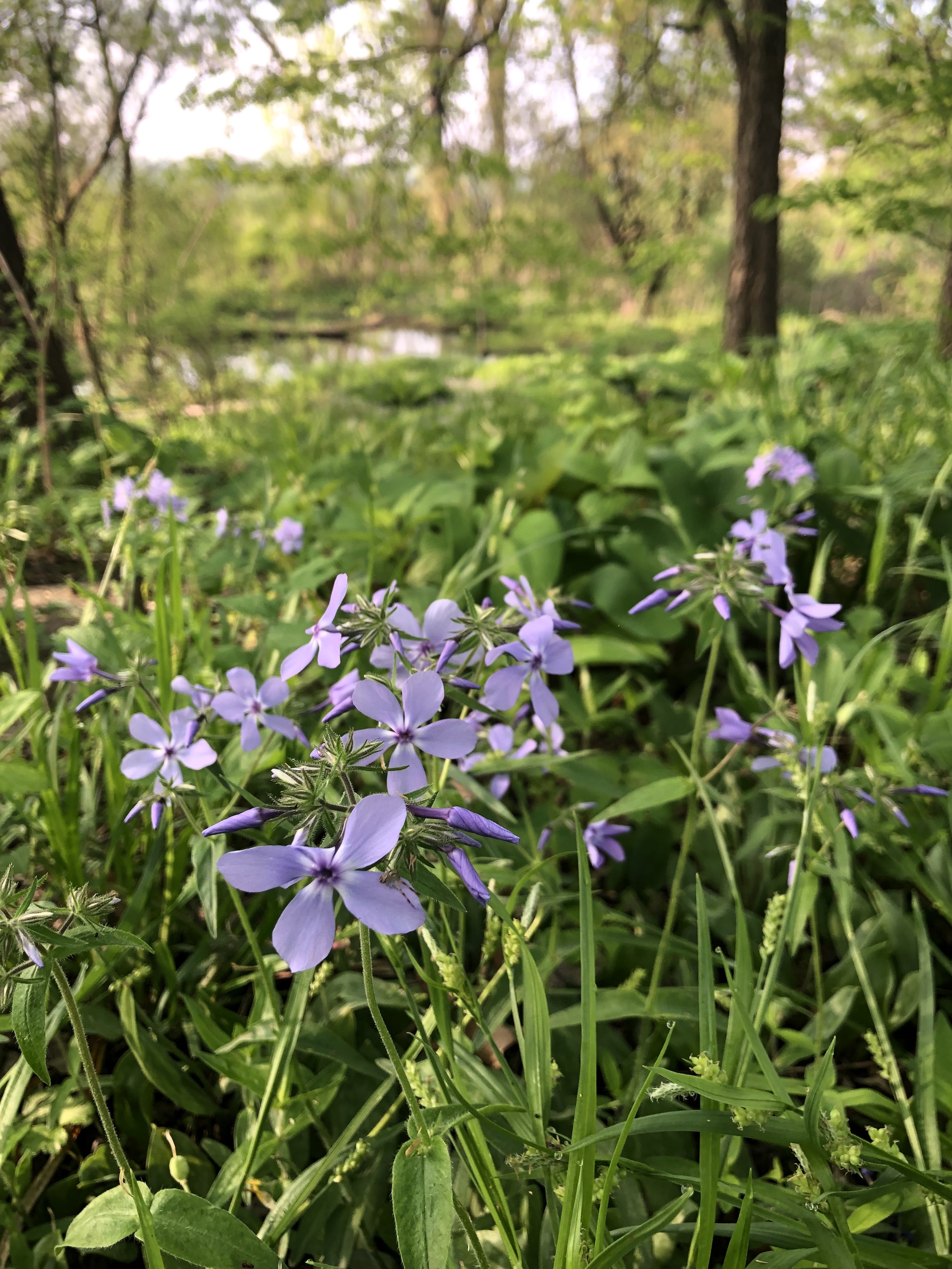 Woodland Phlox by Council Ring in Oak Savanna in Madison, Wisconsin  on May 19, 2022.