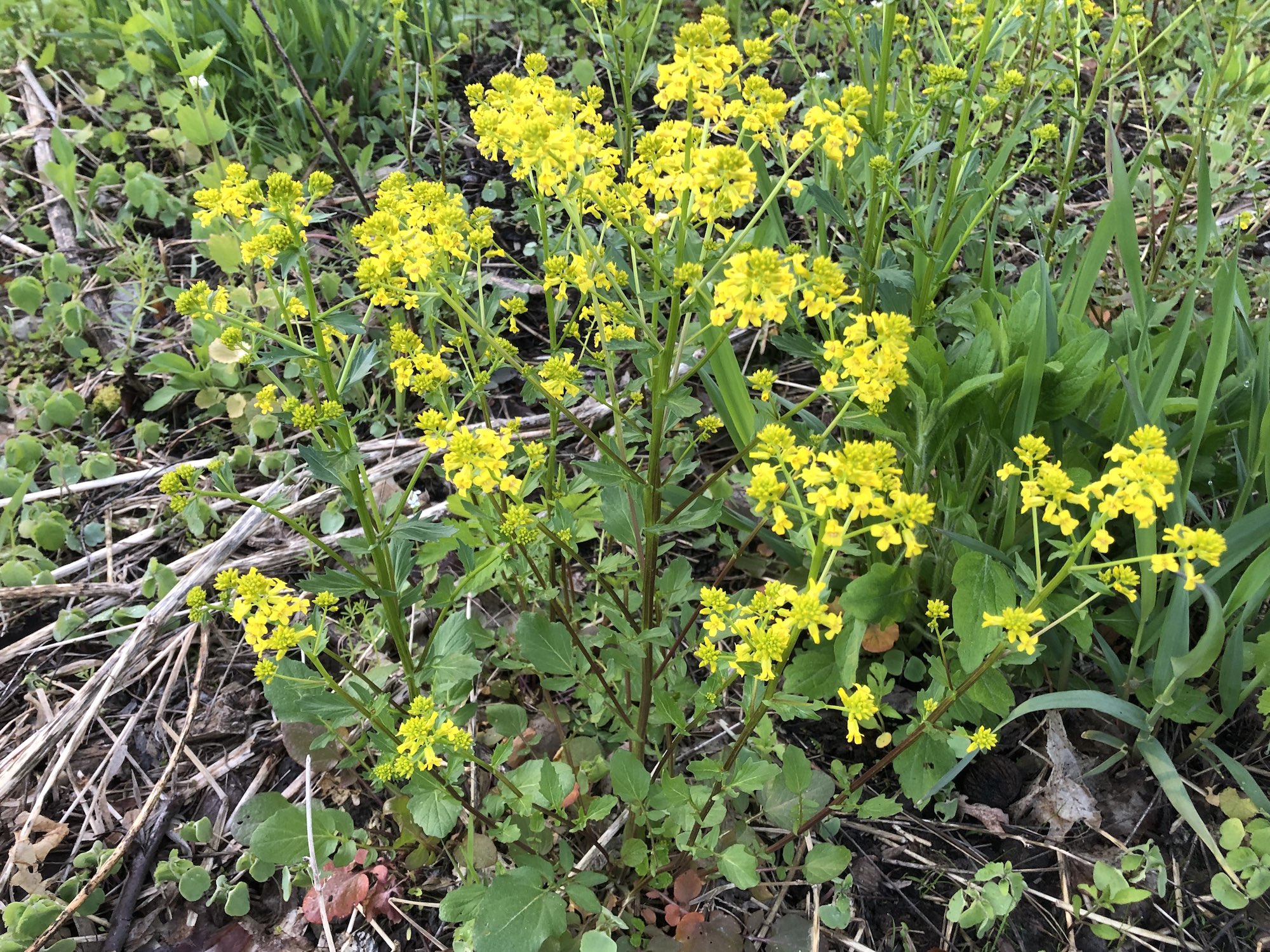 Wisconsin Wildflower Garden Yellow Rocket Barbarea vulgaris