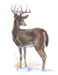 The Wisconsin State wildlife animal is the white-tailed deer.