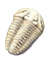 The Wisconsin State fossil is the trilobite.