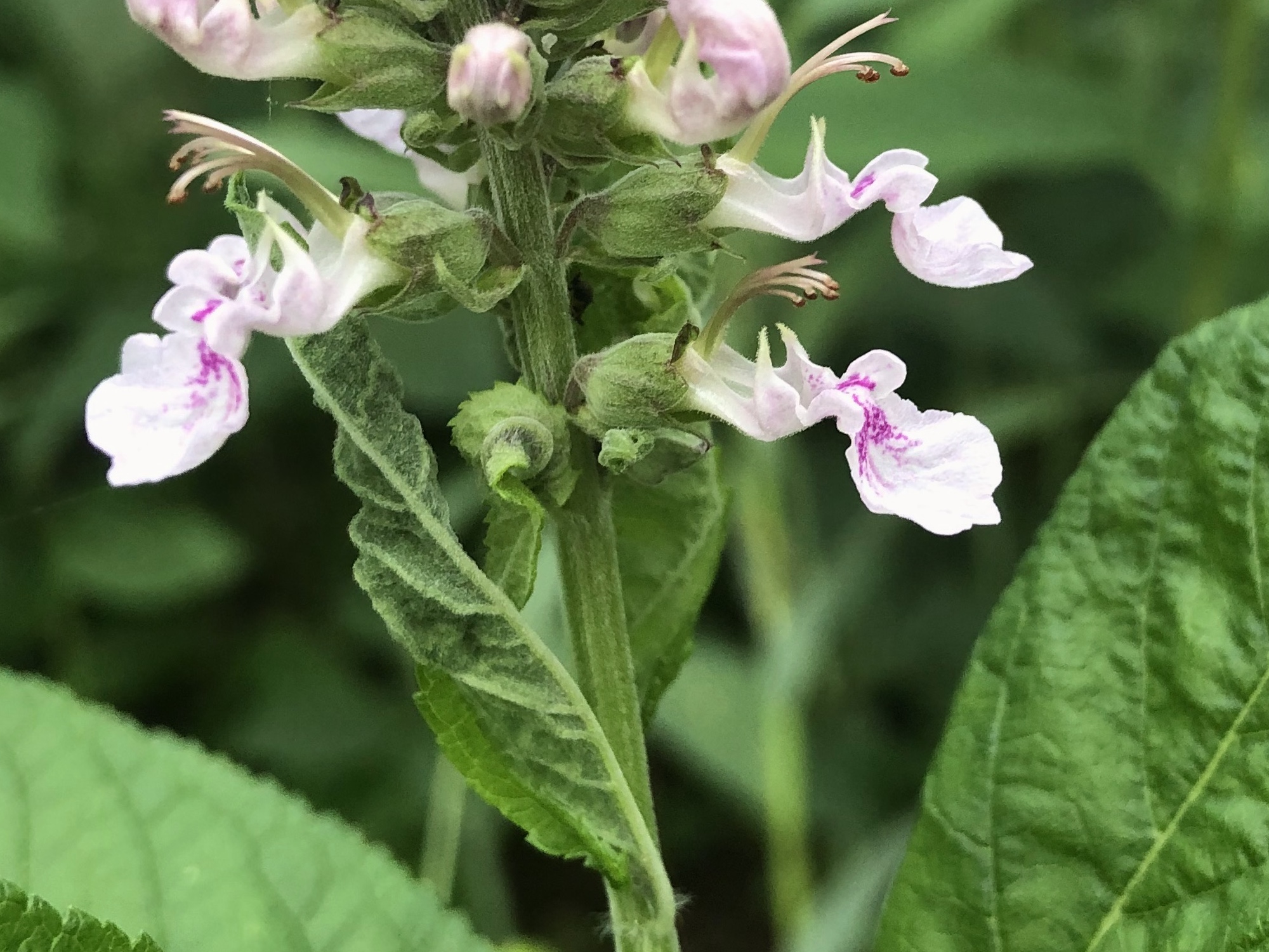 thumbnail image 2 of Canadian Germander Seeds – American Wood Sage – Teucrium Canadense – Herb Flower, 100 Seeds 2 of 5