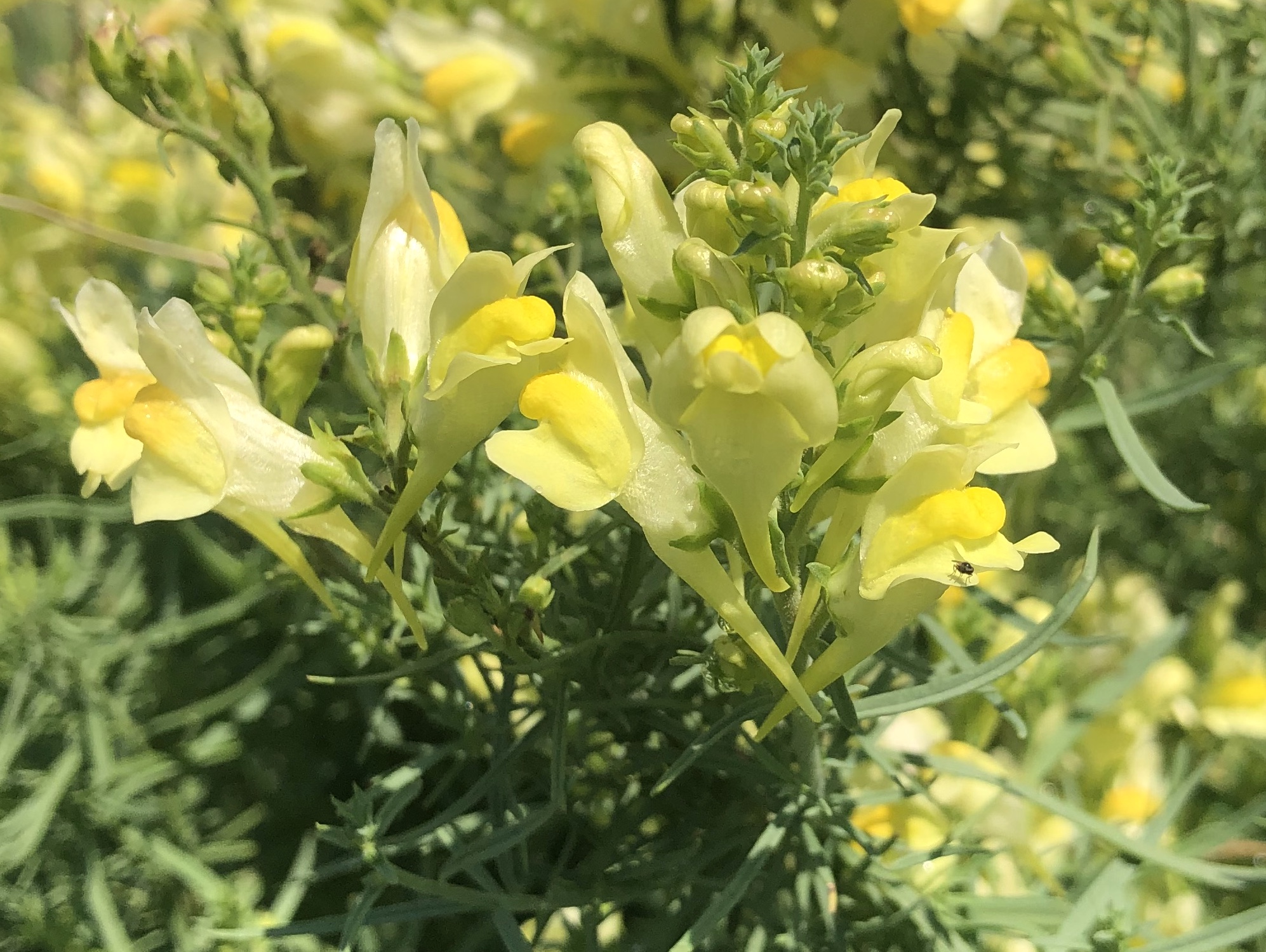 Yellow toadflax also known as Butter-and-eggs in the Prairie Moraine Dog Park in Verona, Wisconsin on July 29, 2023.